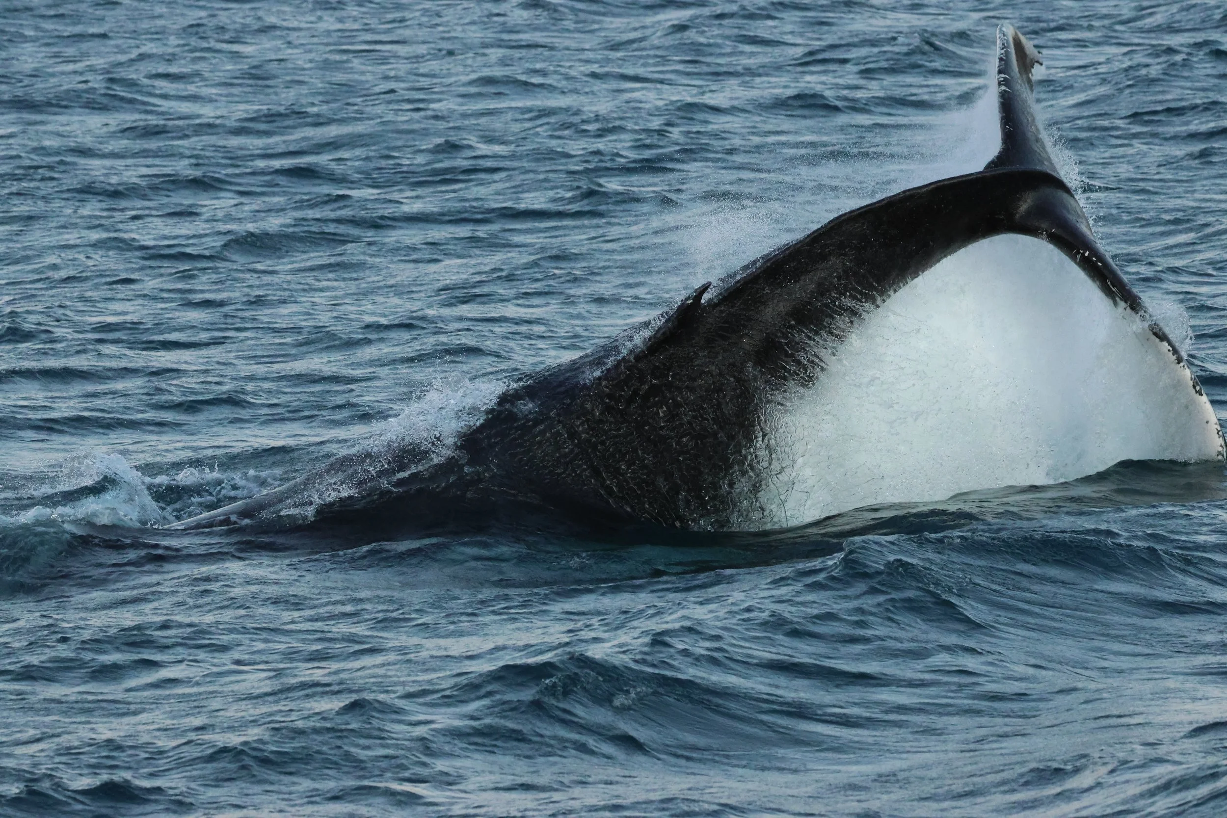 2025_12_30_1100_KON_GISELA (128).JPG