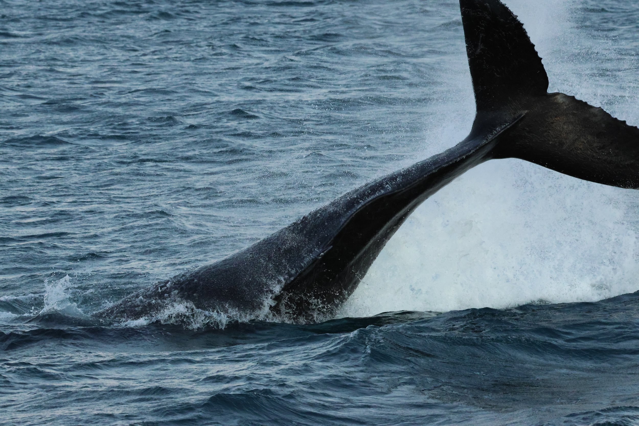 2025_12_30_1100_KON_GISELA (129).JPG