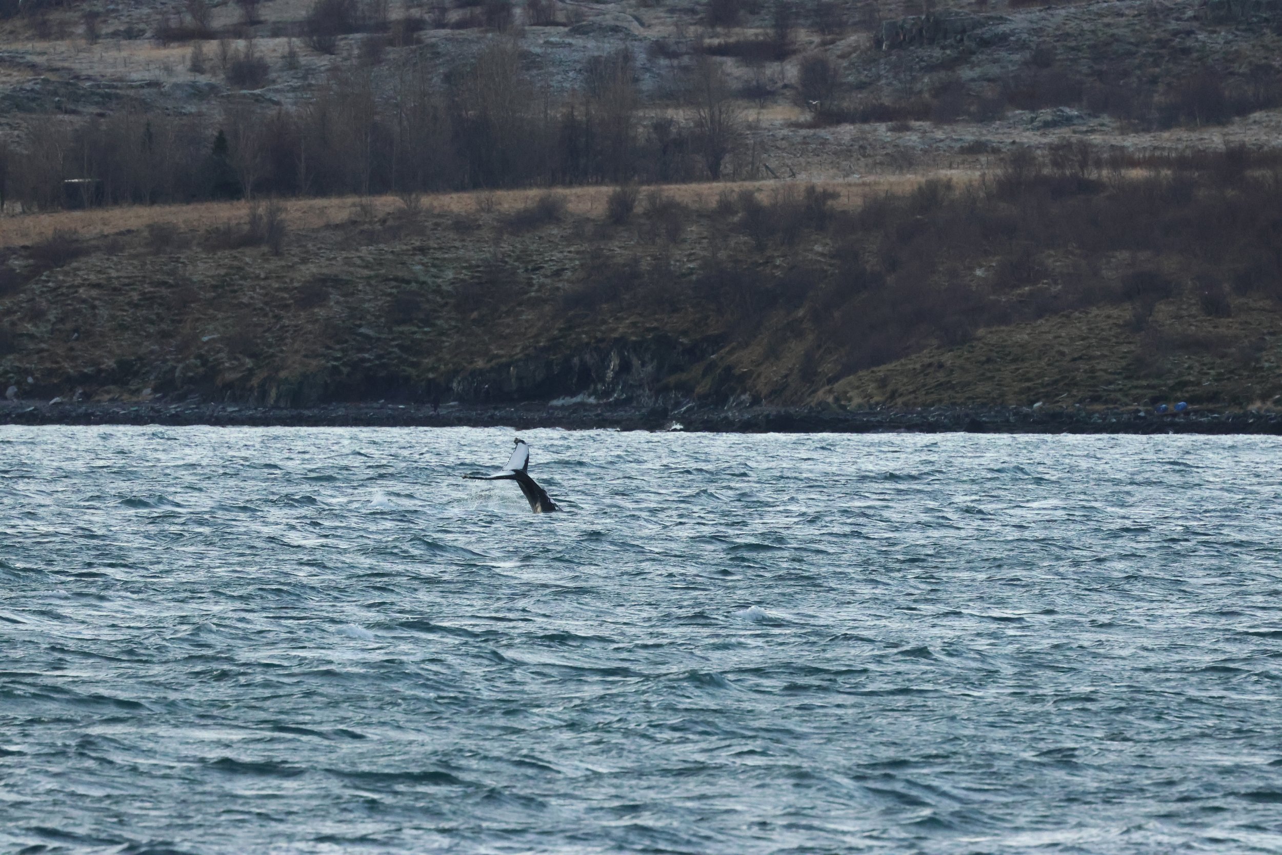 2025_12_30_1100_KON_GISELA (133).JPG