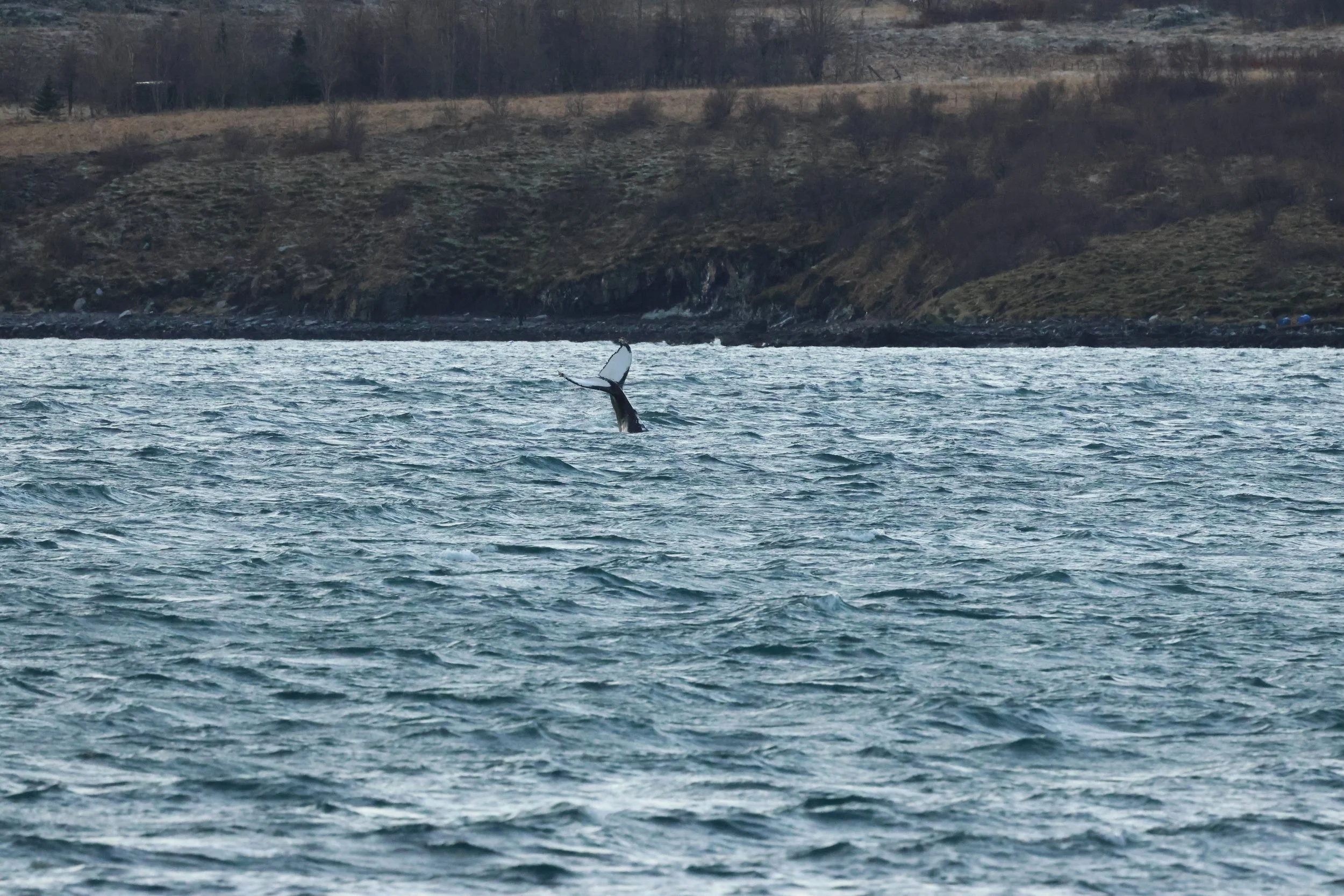 2025_12_30_1100_KON_GISELA (134).JPG