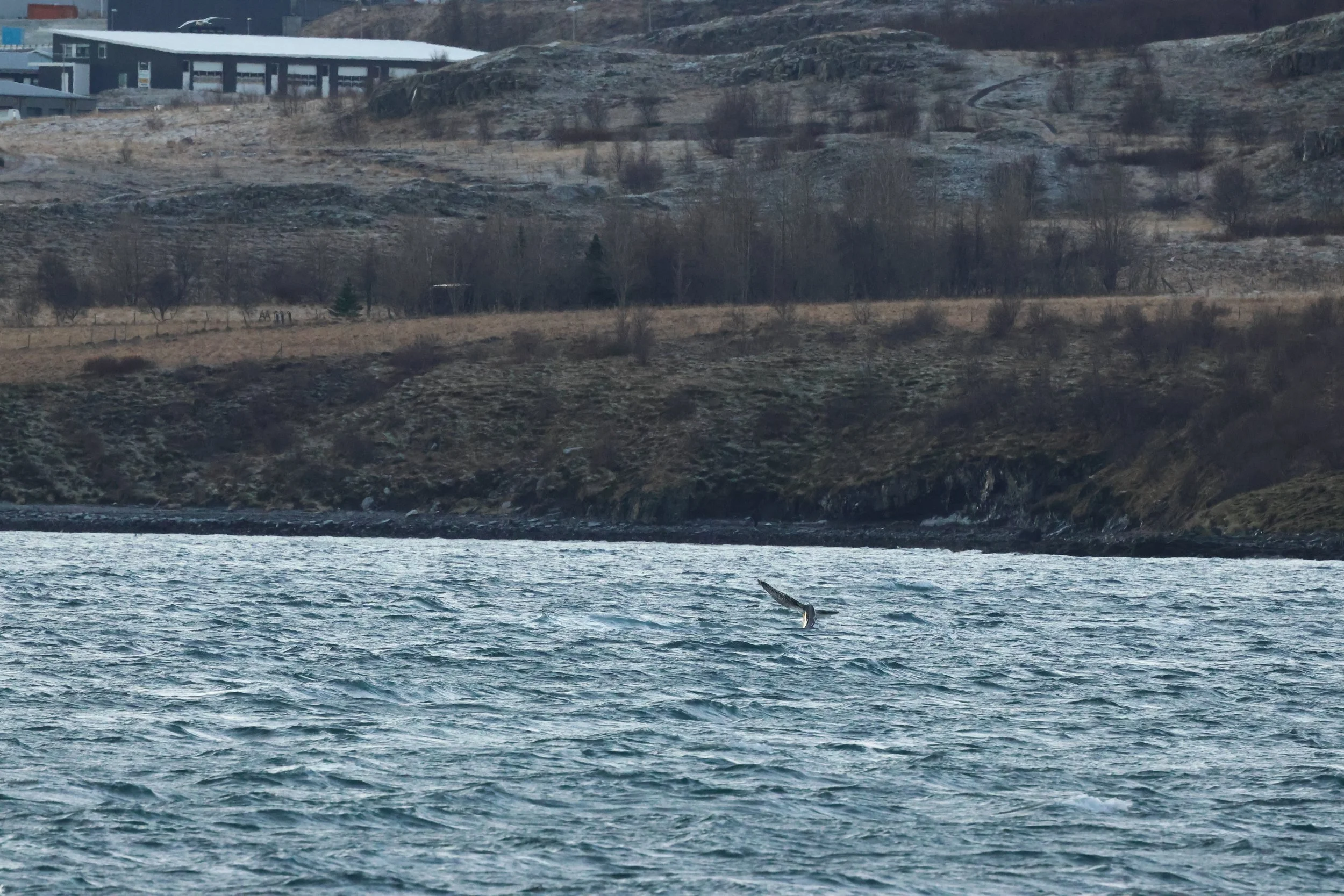 2025_12_30_1100_KON_GISELA (137).JPG