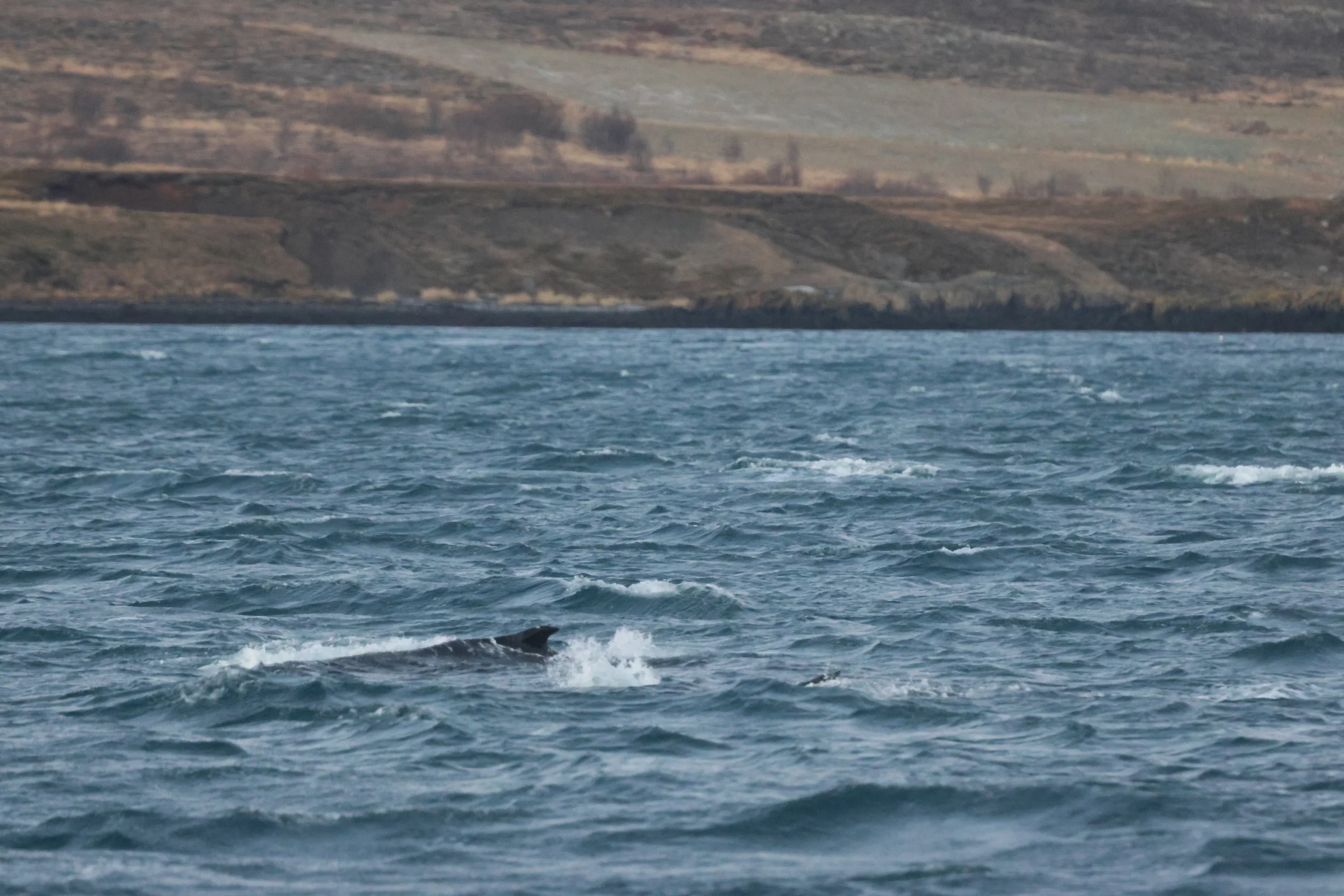 2025_12_30_1100_KON_GISELA (1).JPG