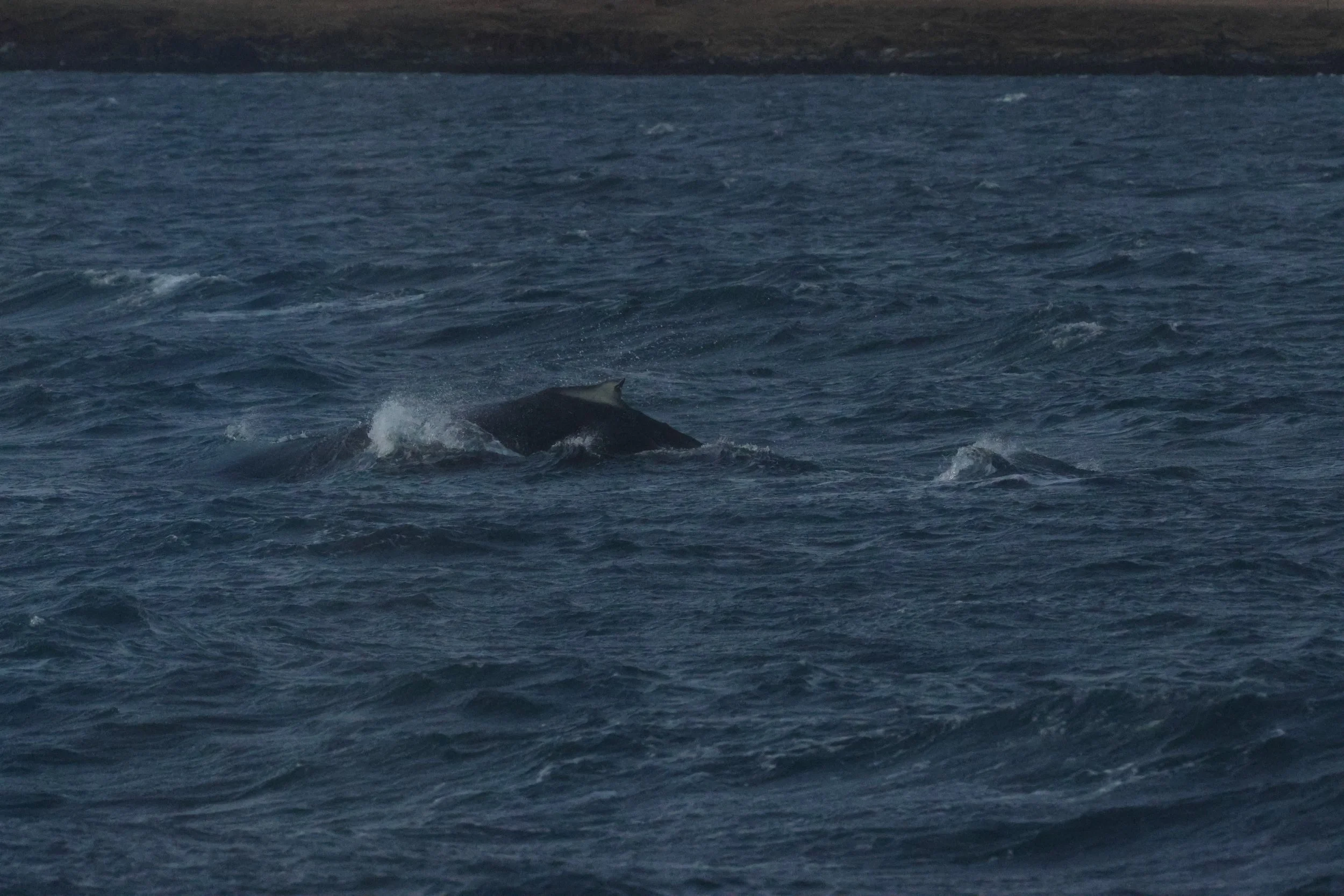 2025_12_30_1100_KON_GISELA (2).JPG