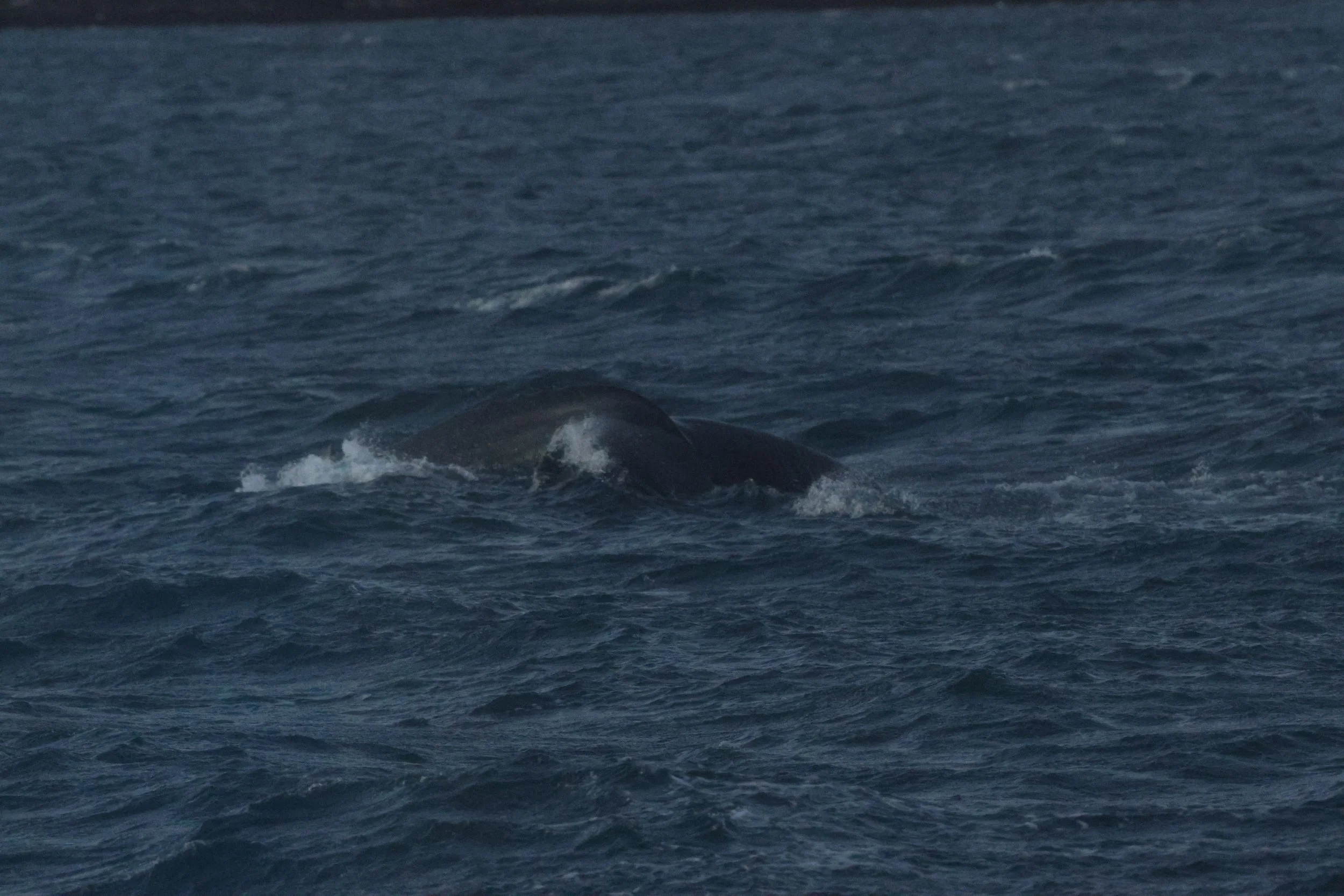 2025_12_30_1100_KON_GISELA (3).JPG