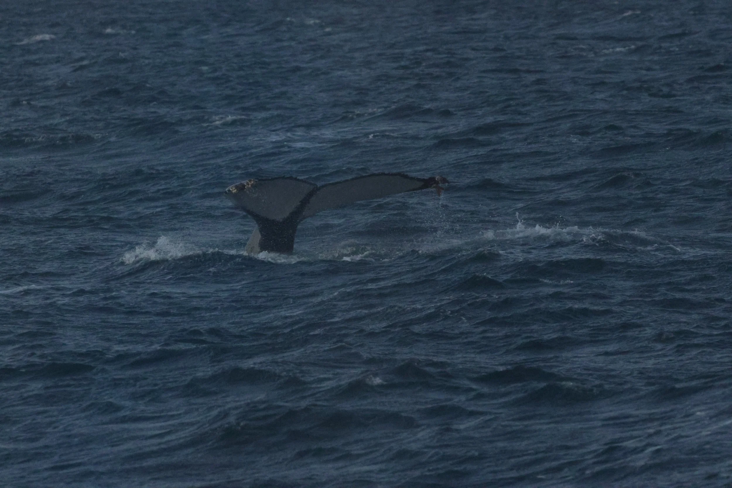 2025_12_30_1100_KON_GISELA (4).JPG