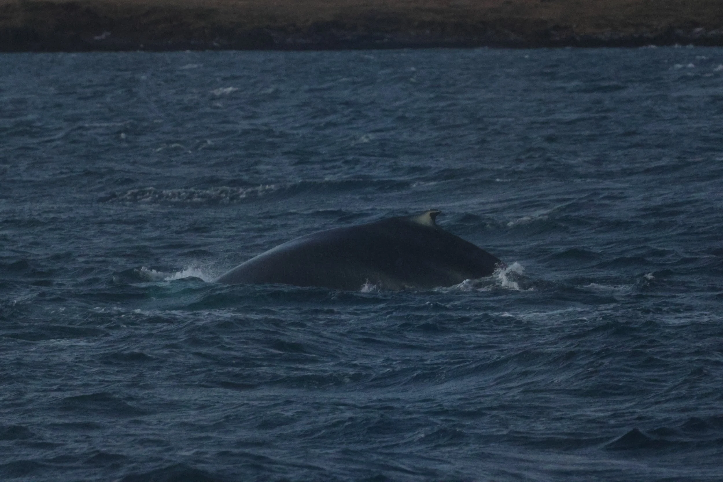 2025_12_30_1100_KON_GISELA (7).JPG