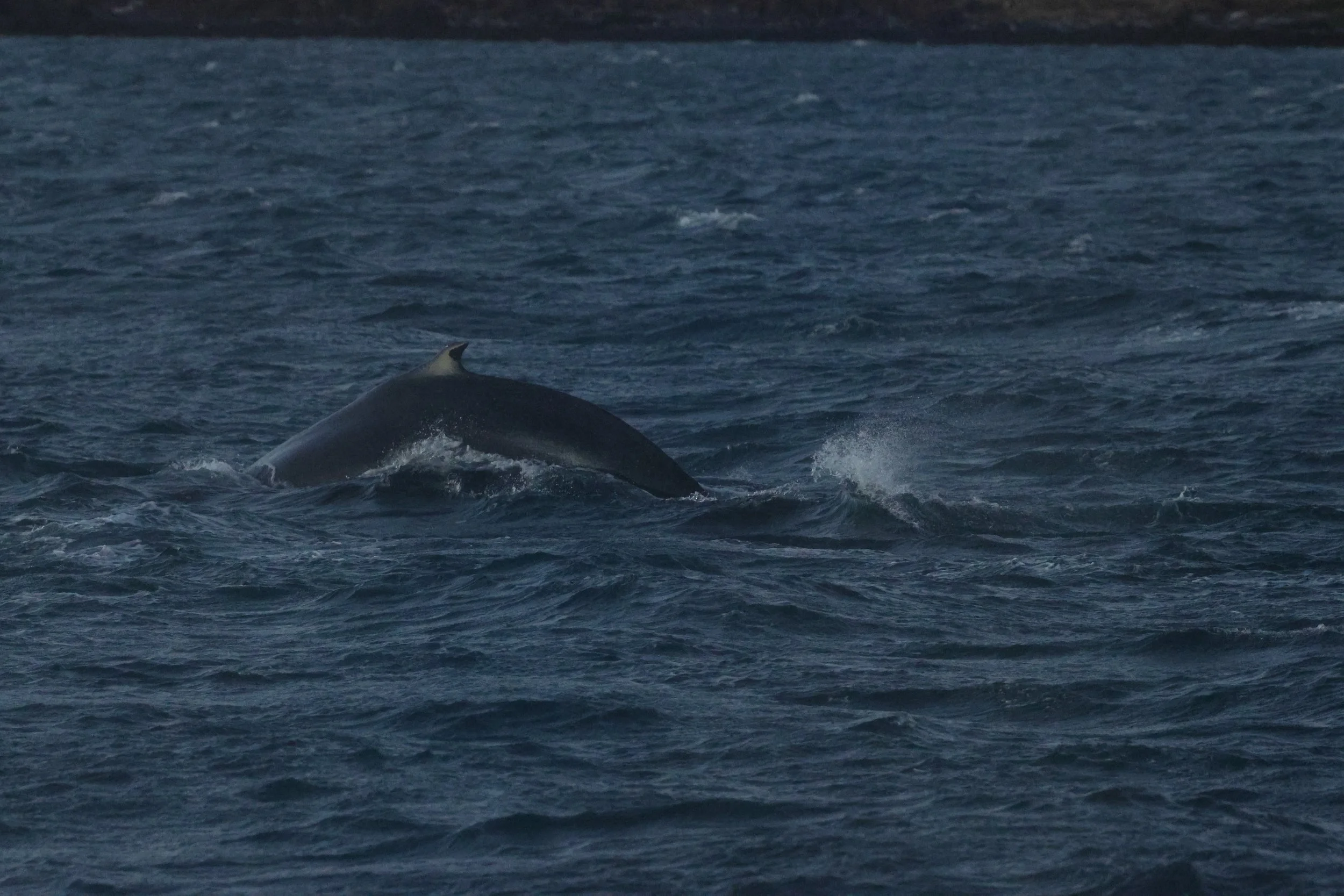 2025_12_30_1100_KON_GISELA (8).JPG