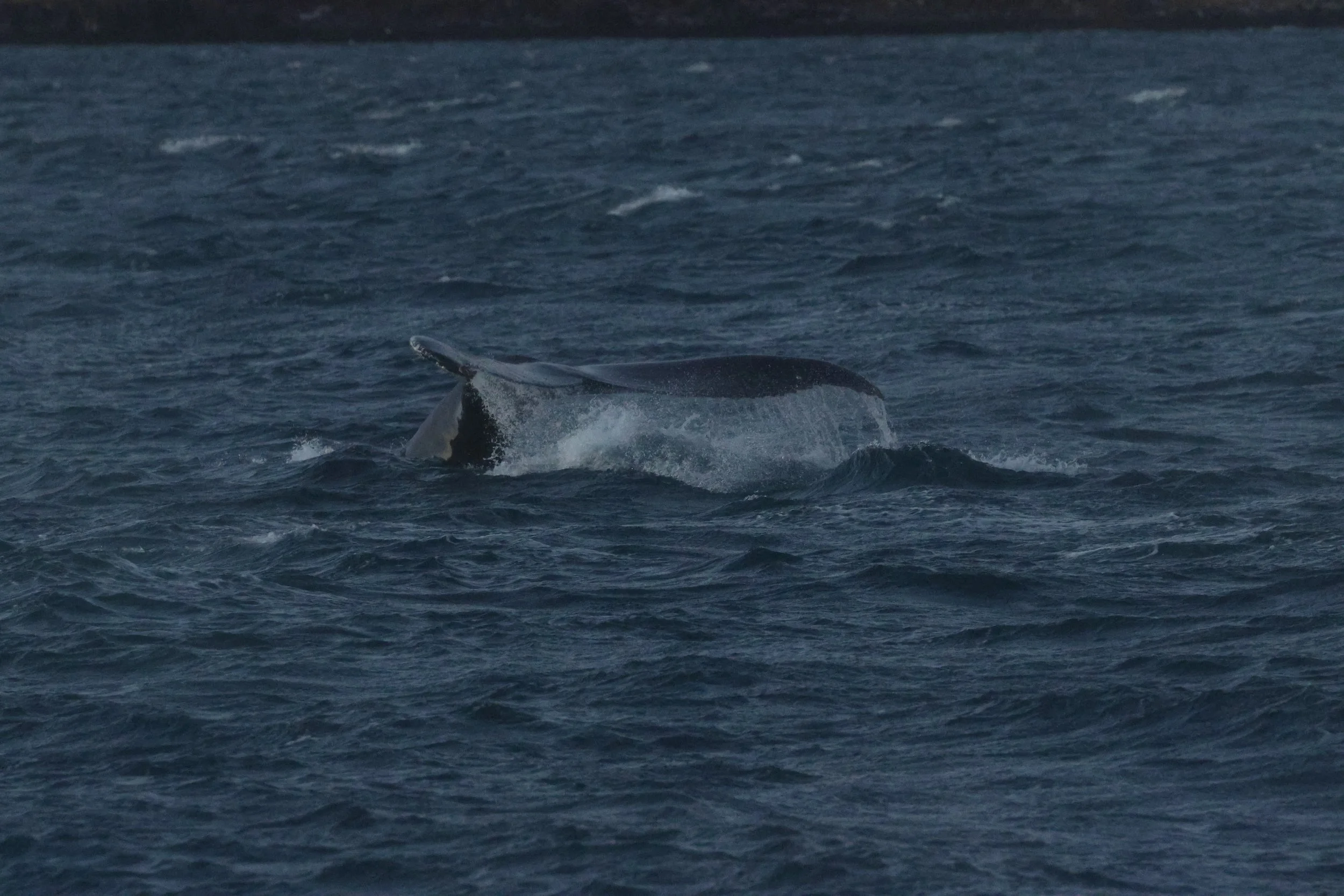 2025_12_30_1100_KON_GISELA (9).JPG