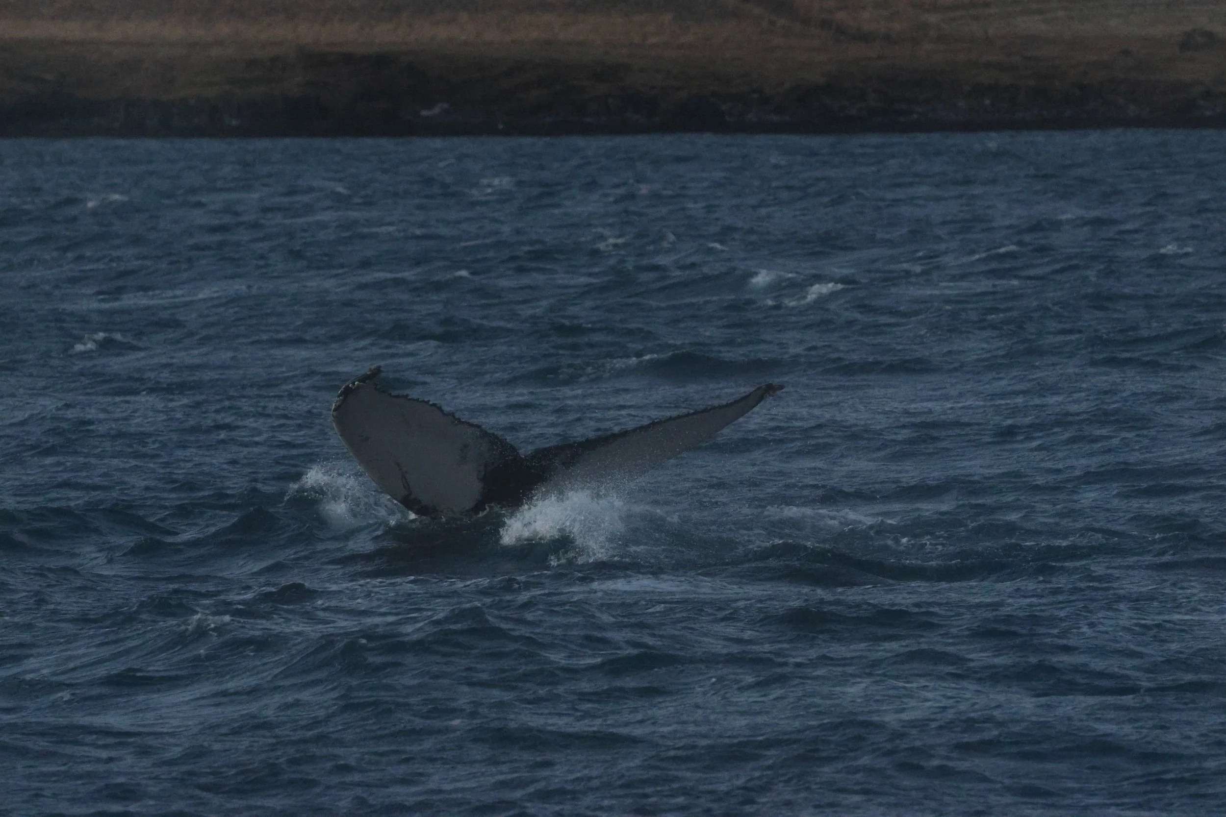 2025_12_30_1100_KON_GISELA (10).JPG