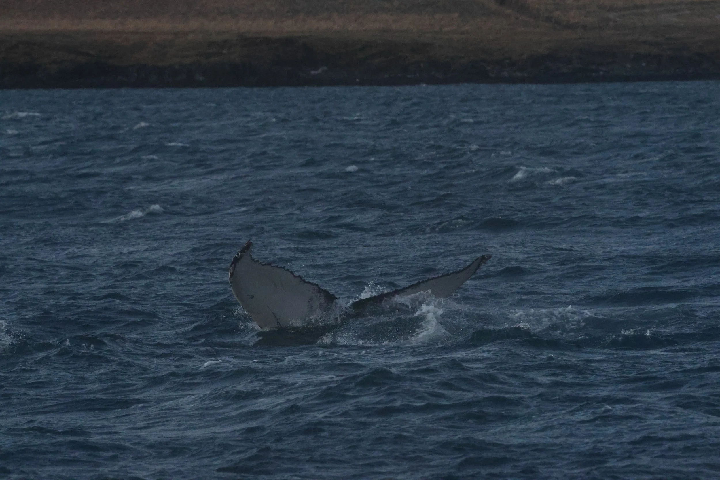 2025_12_30_1100_KON_GISELA (11).JPG