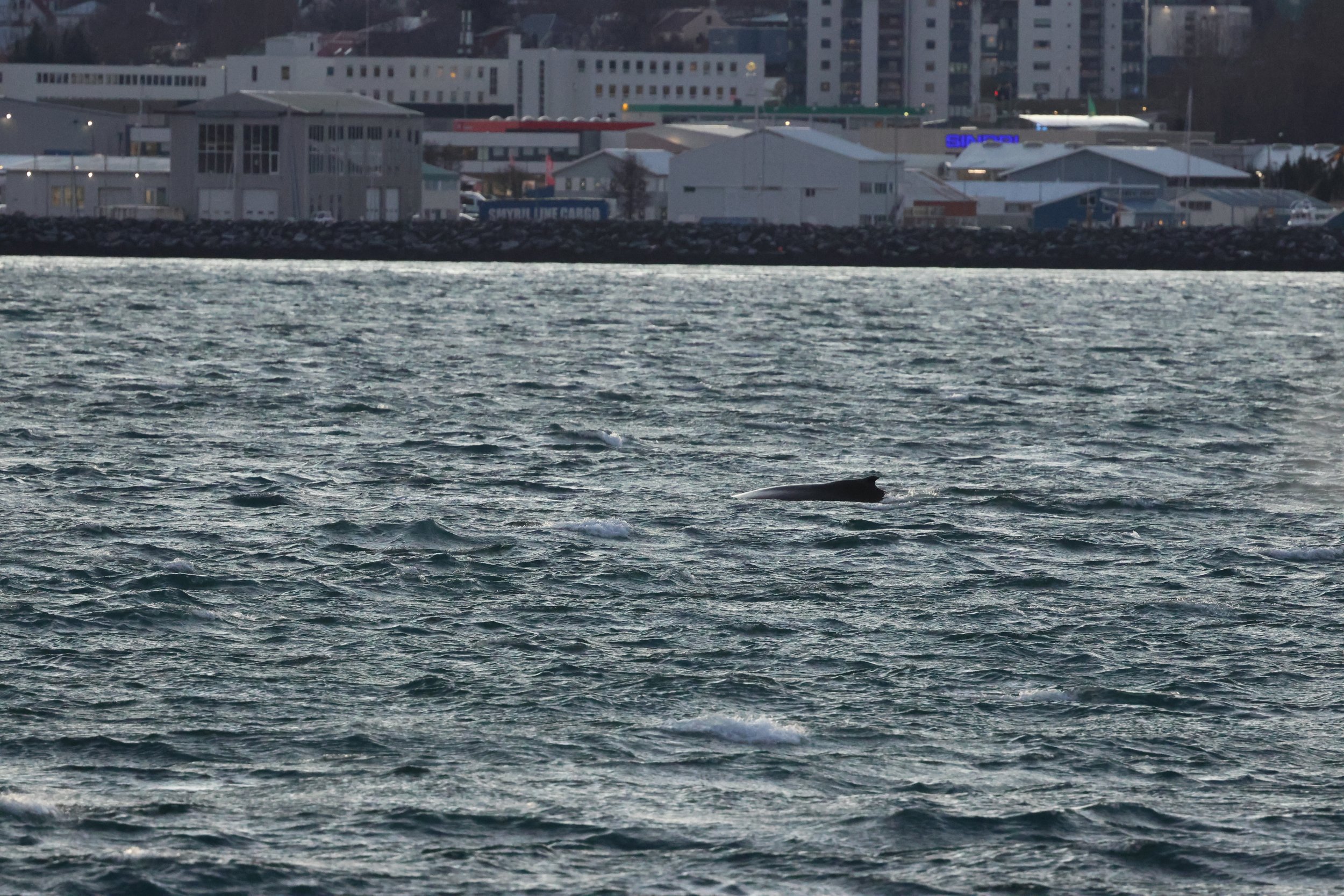 2025_12_30_1100_KON_GISELA (12).JPG