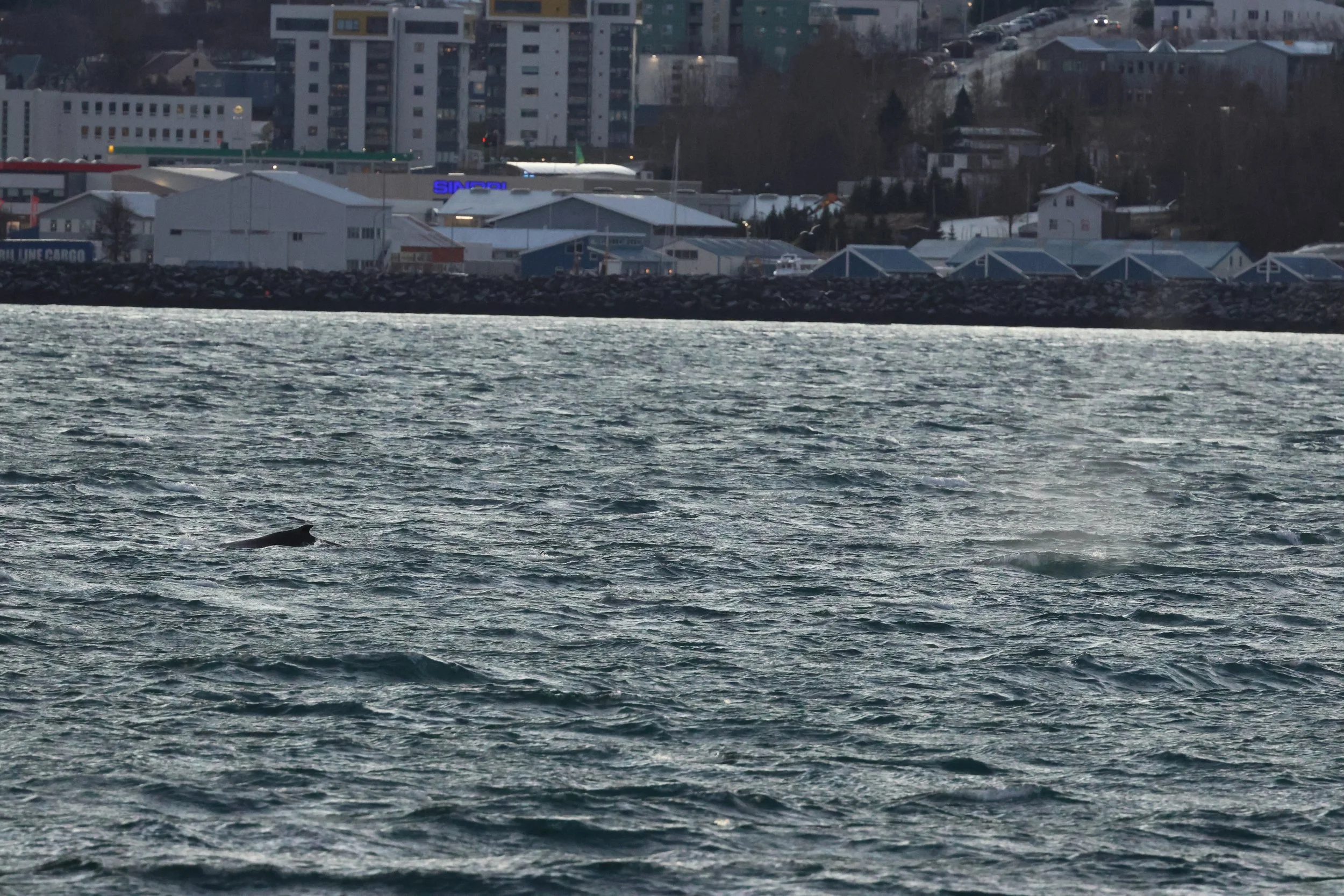 2025_12_30_1100_KON_GISELA (13).JPG