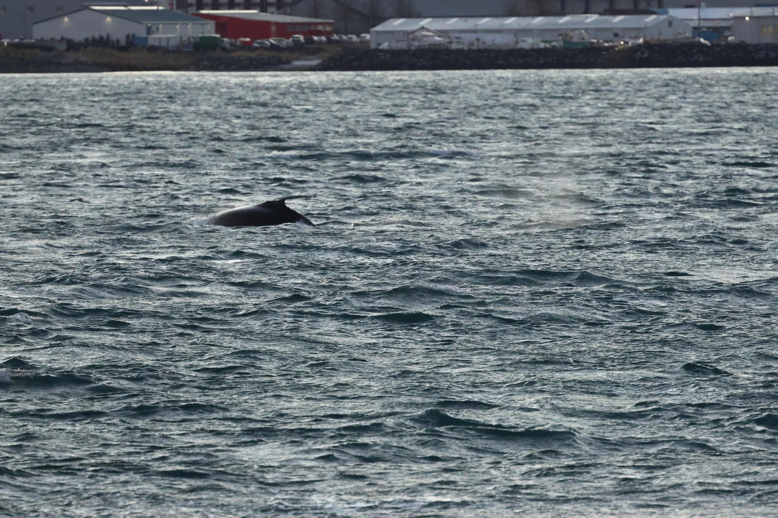 2025_12_30_1100_KON_GISELA (14).JPG