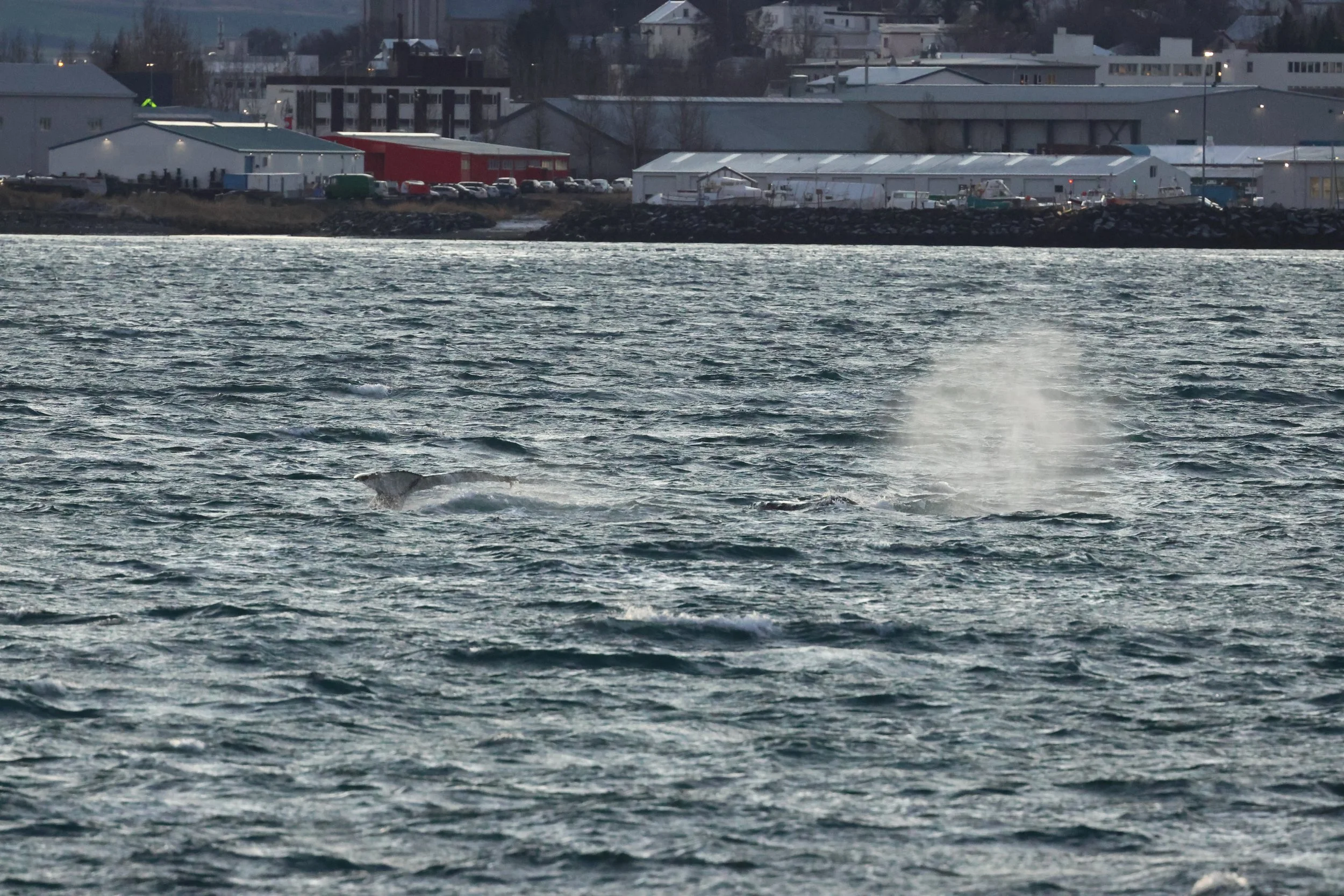 2025_12_30_1100_KON_GISELA (16).JPG