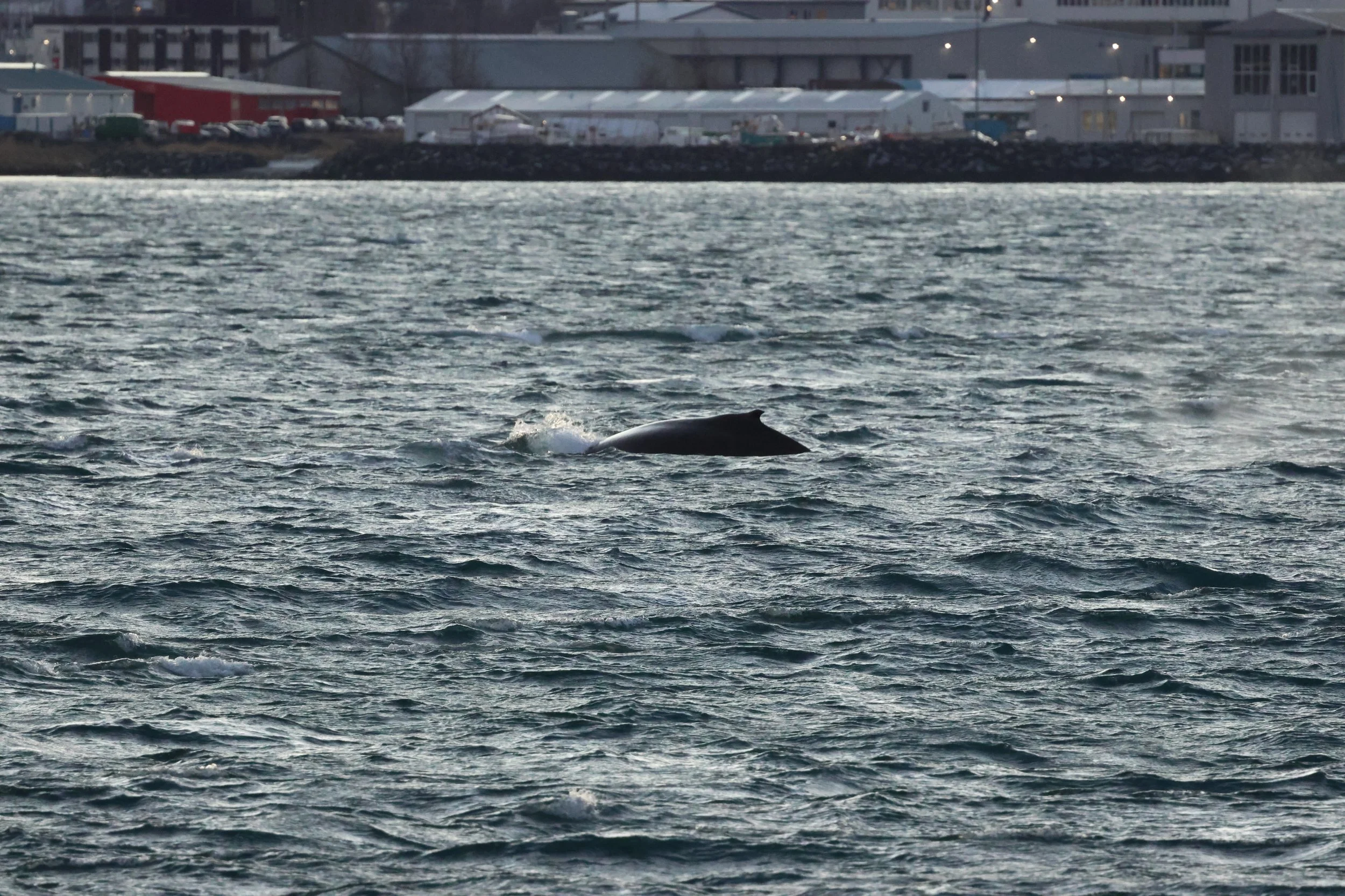 2025_12_30_1100_KON_GISELA (18).JPG