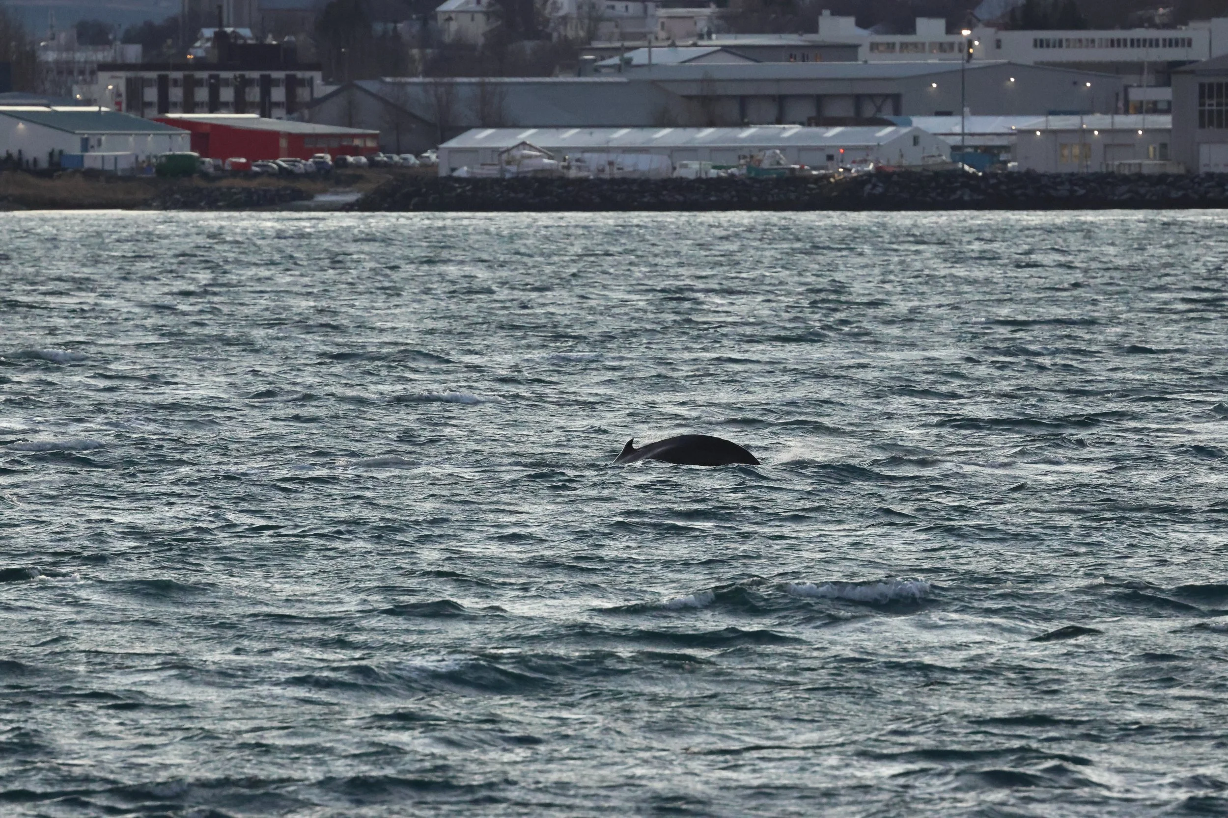 2025_12_30_1100_KON_GISELA (20).JPG