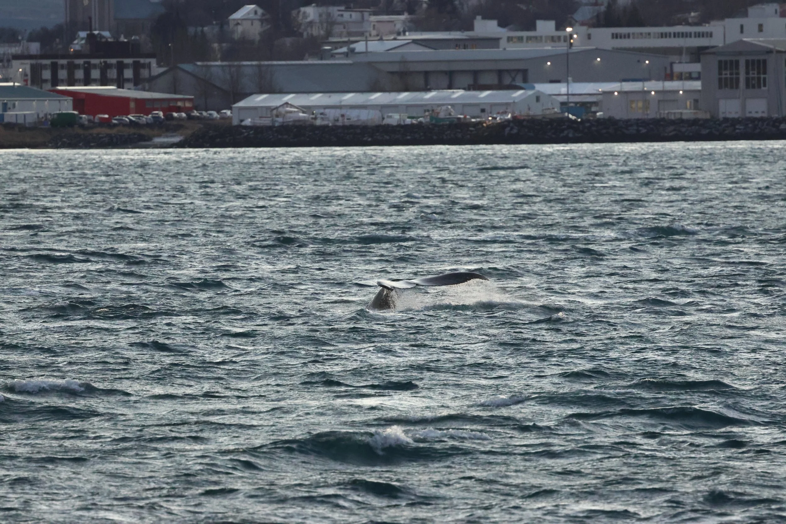 2025_12_30_1100_KON_GISELA (21).JPG