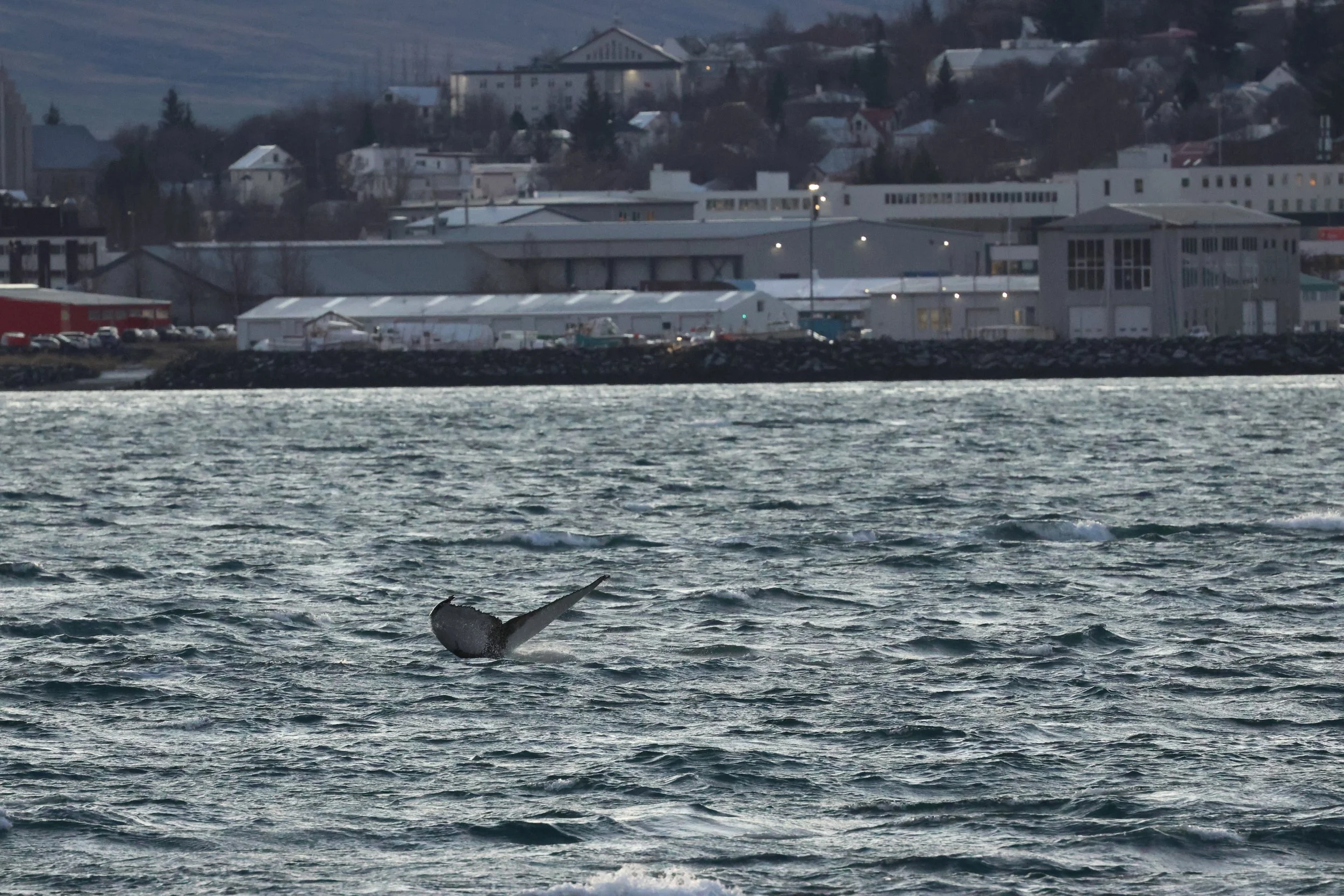 2025_12_30_1100_KON_GISELA (22).JPG