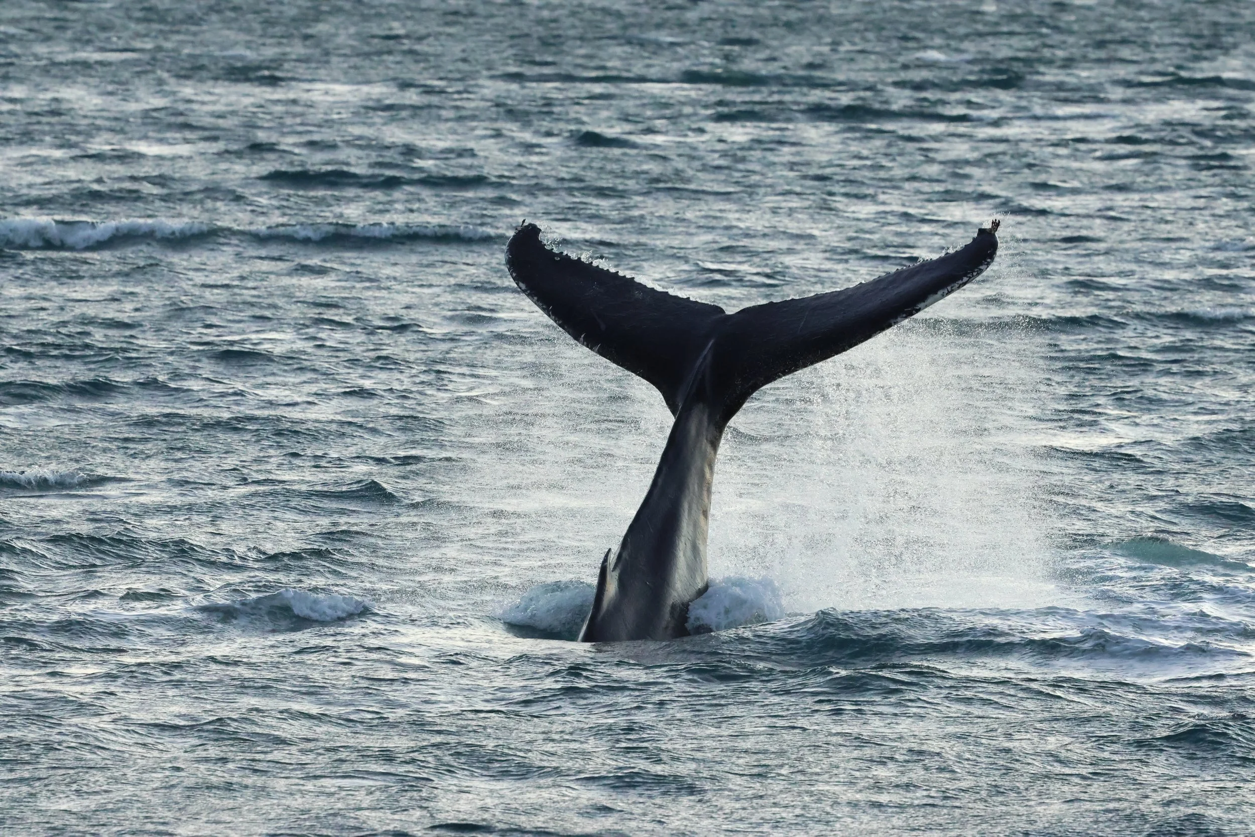 2025_12_30_1100_KON_GISELA (28).JPG