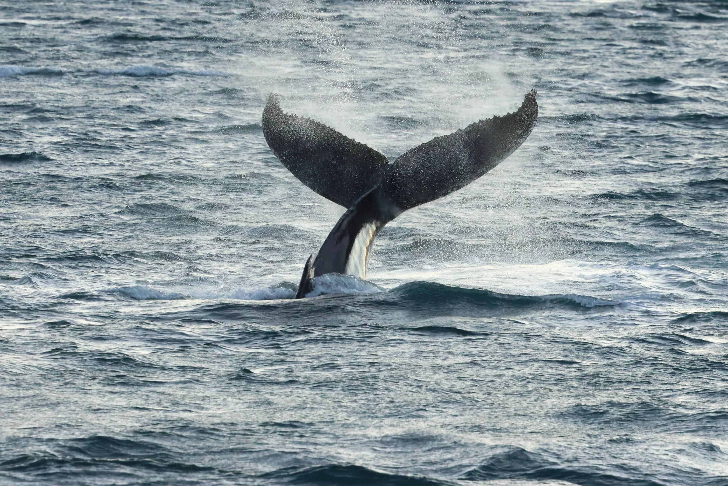 2025_12_30_1100_KON_GISELA (29).JPG