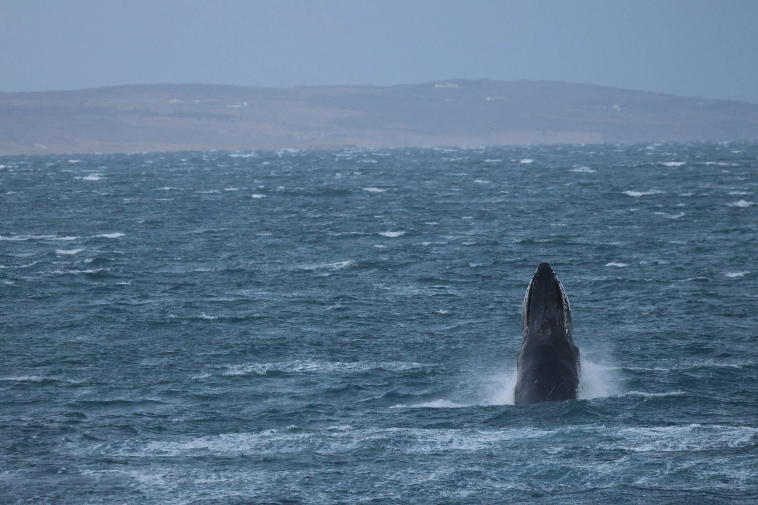 2025_12_31_1100_HOL_JACOB (5).JPG