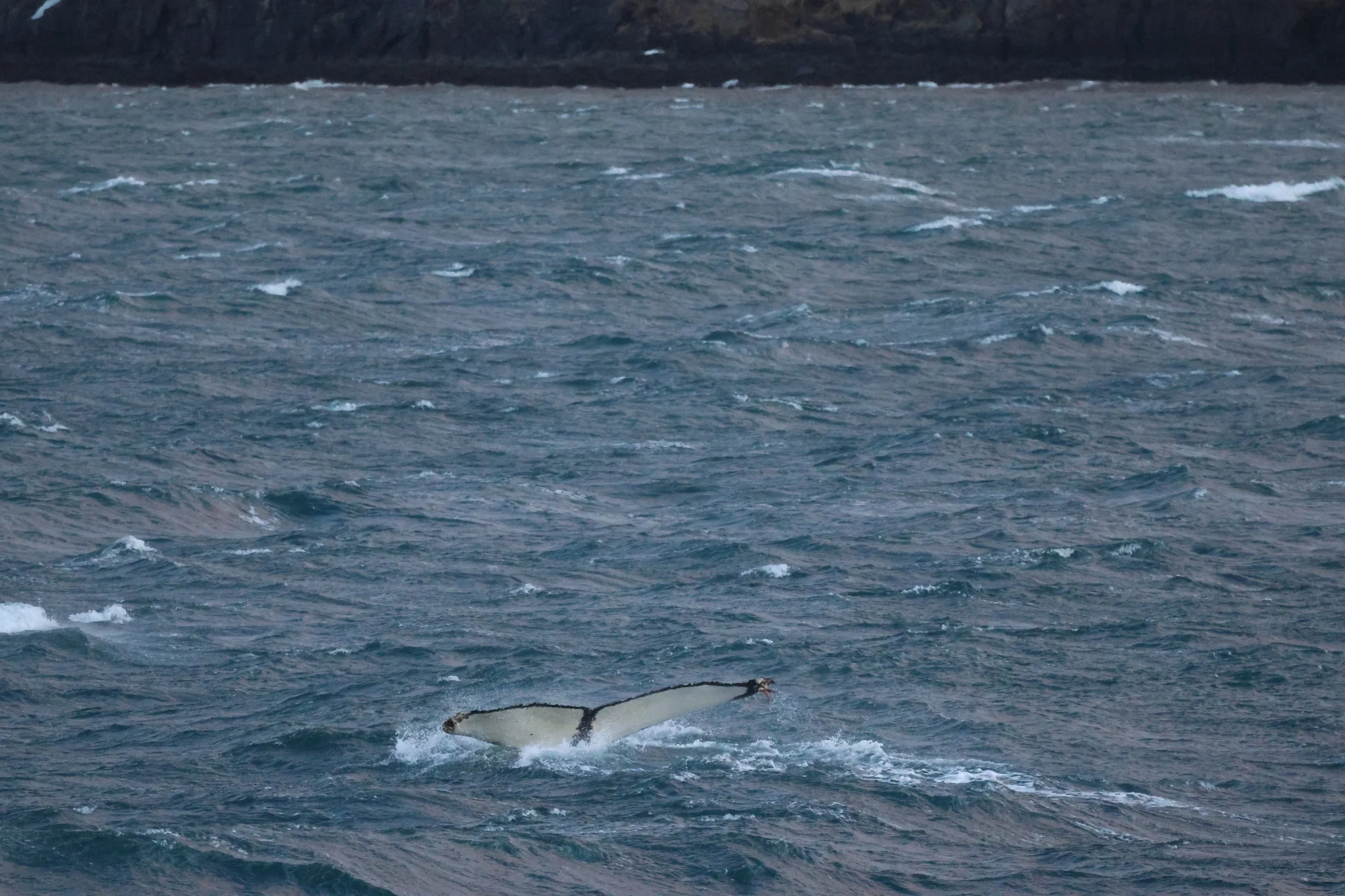 2025_12_31_1100_HOL_JACOB (20).JPG