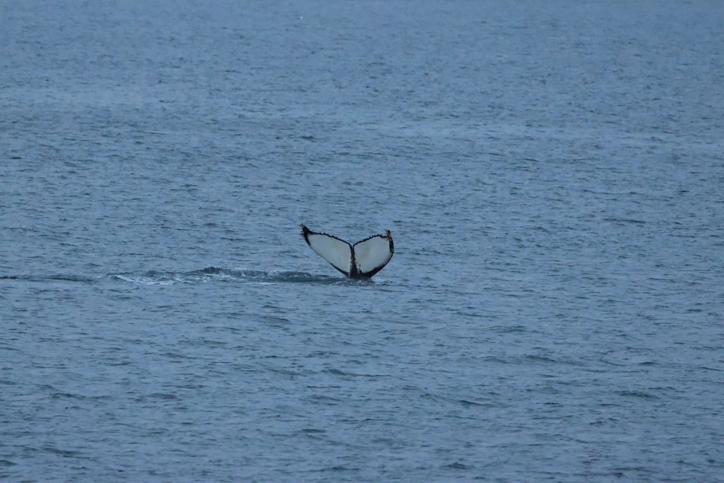 2026_01_02_1100_HOL_GISELA (139).JPG