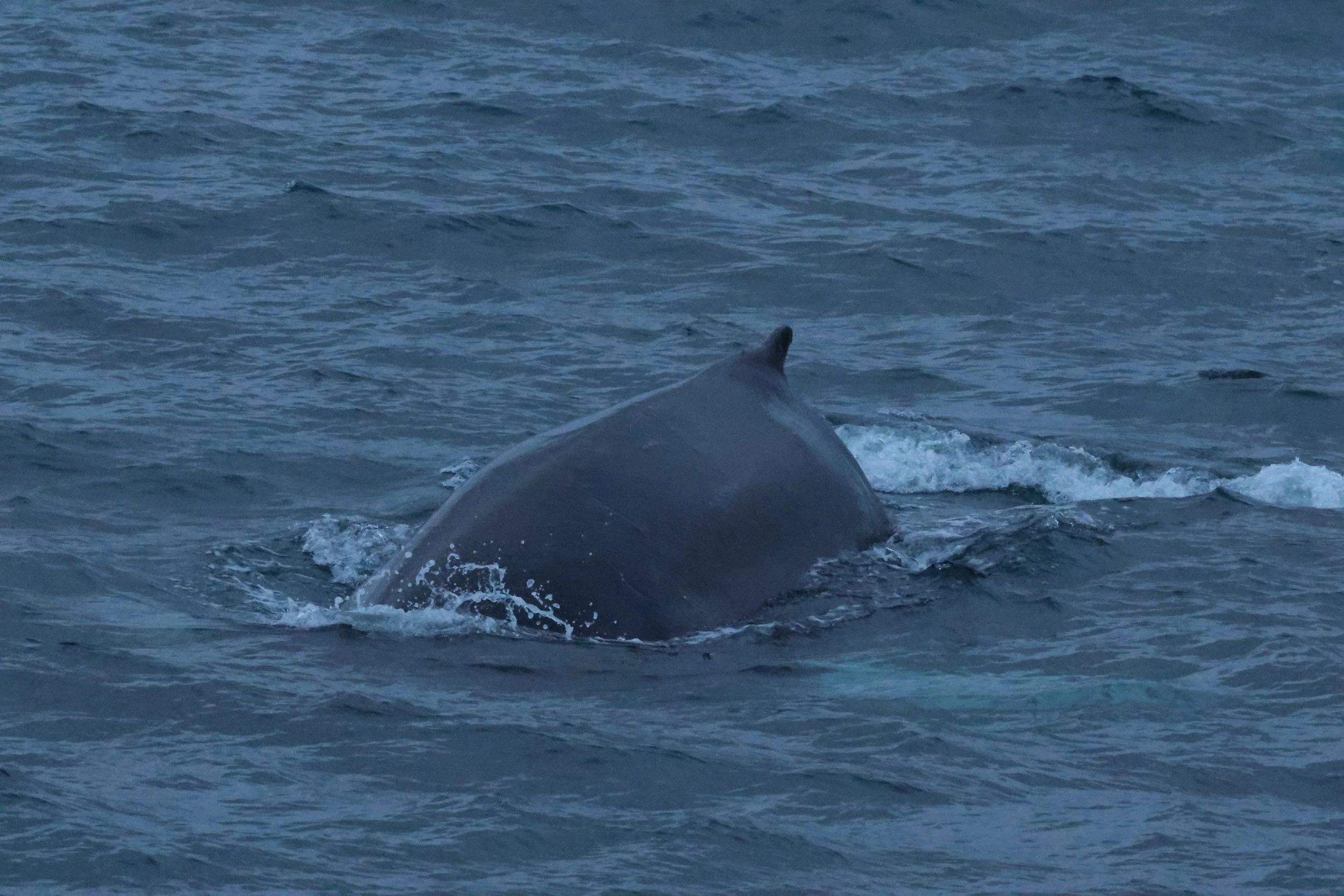 2026_01_02_1100_HOL_GISELA (15).JPG