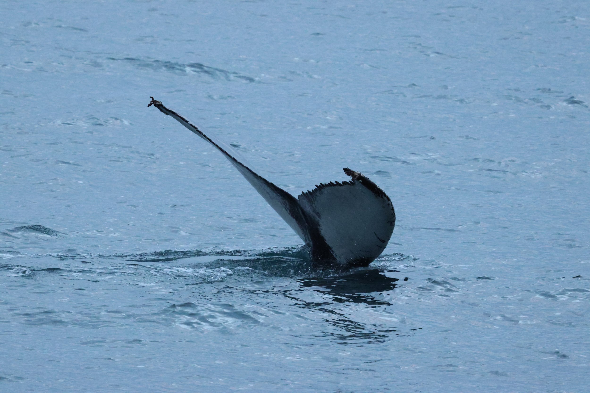 2026_01_02_1100_HOL_GISELA (66).JPG