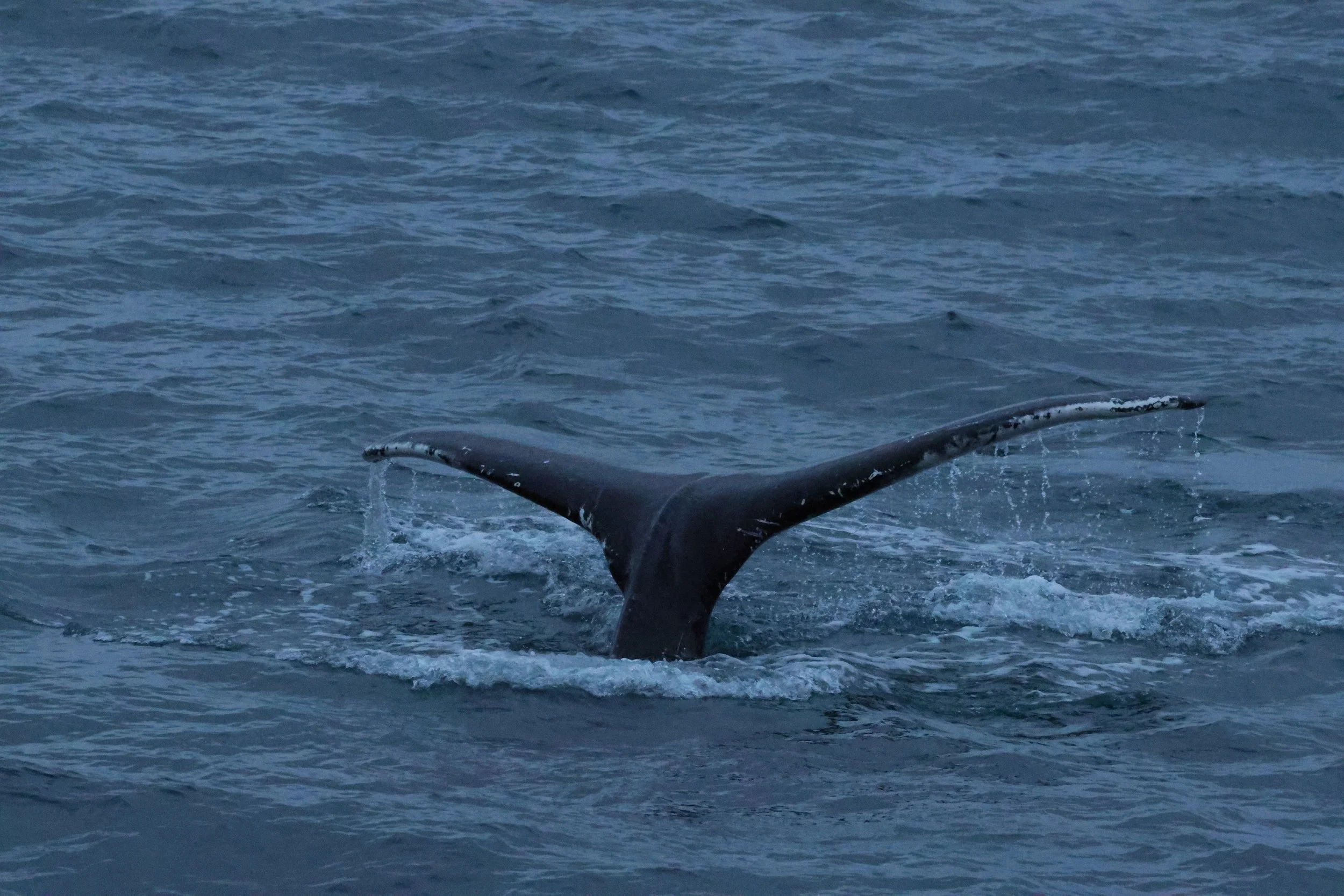 2026_01_02_1100_HOL_GISELA (18).JPG