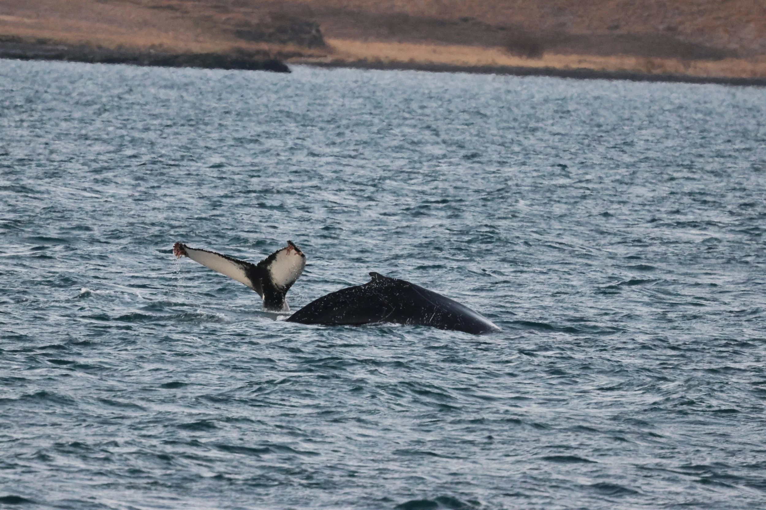 2026_01_03_1100_KON_GISELA (27).JPG