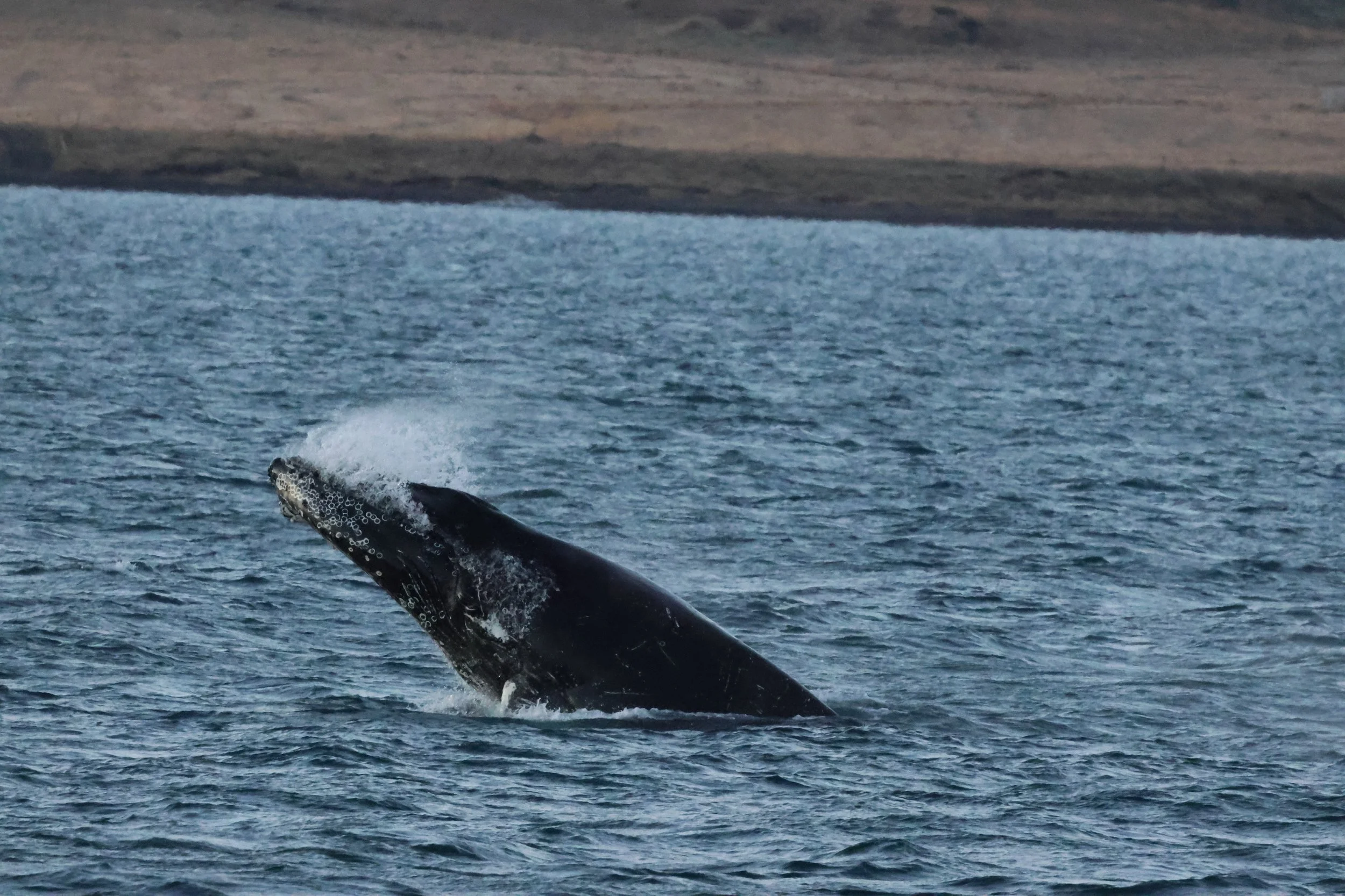 2026_01_03_1100_KON_GISELA (34).JPG