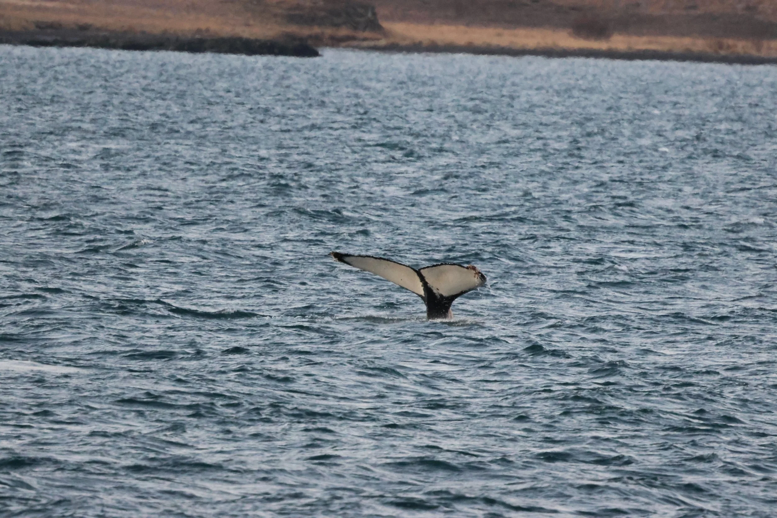 2026_01_03_1100_KON_GISELA (31).JPG