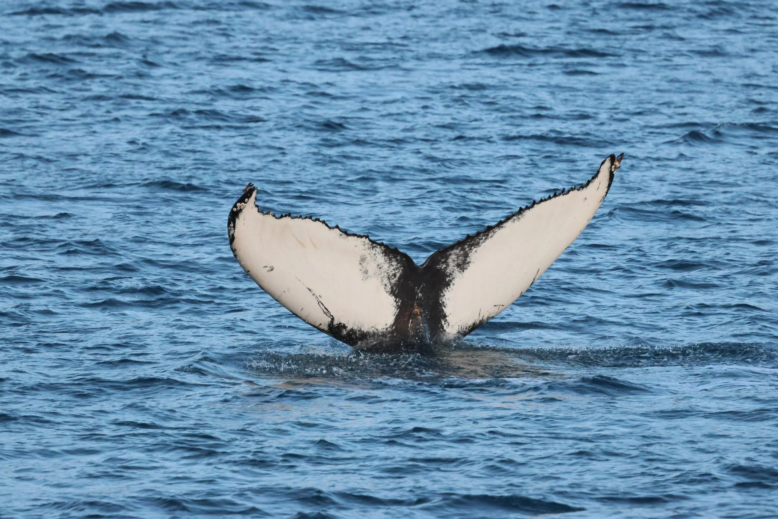 2026_01_04_1100_KON_GISELA (50).JPG