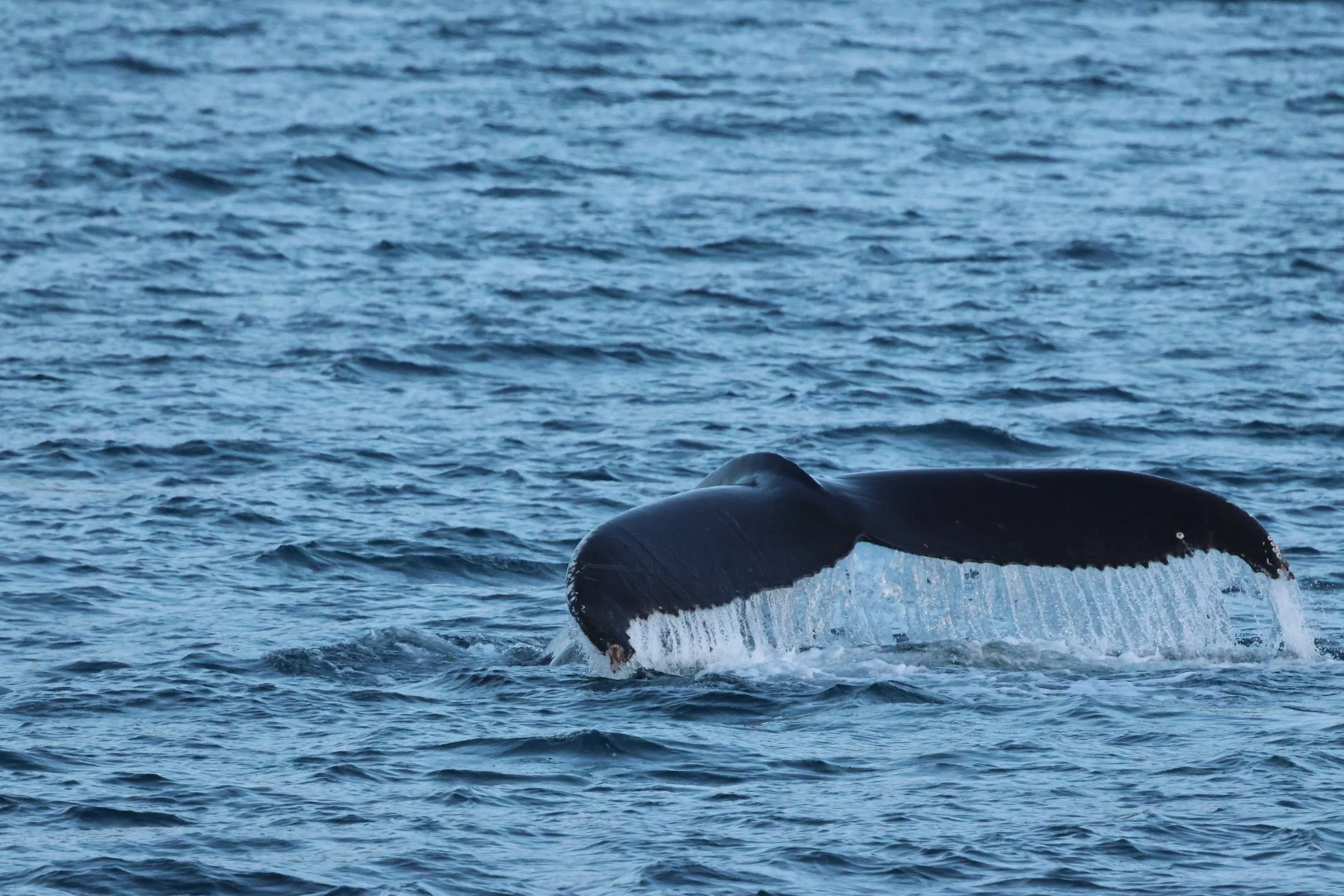 2026_01_04_1100_KON_GISELA (47).JPG