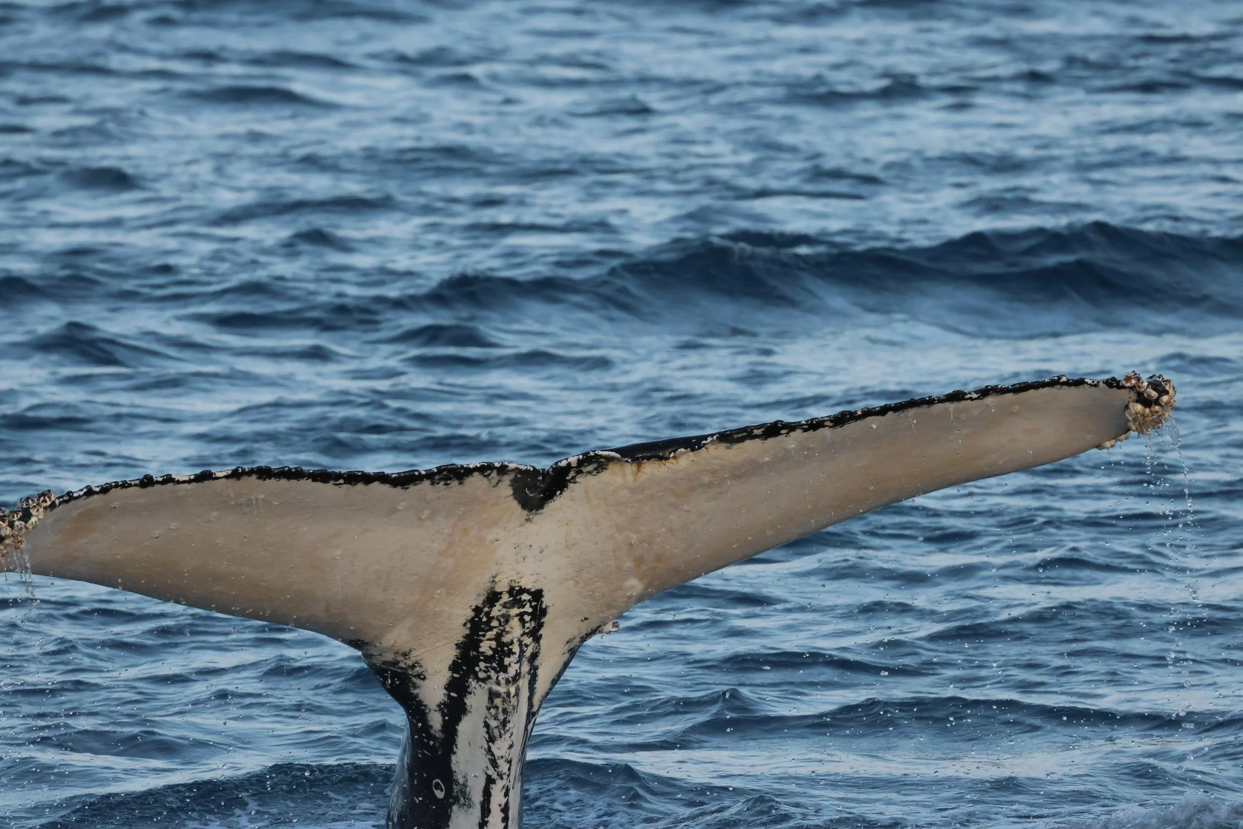 2026_01_04_1100_KON_GISELA (63).JPG