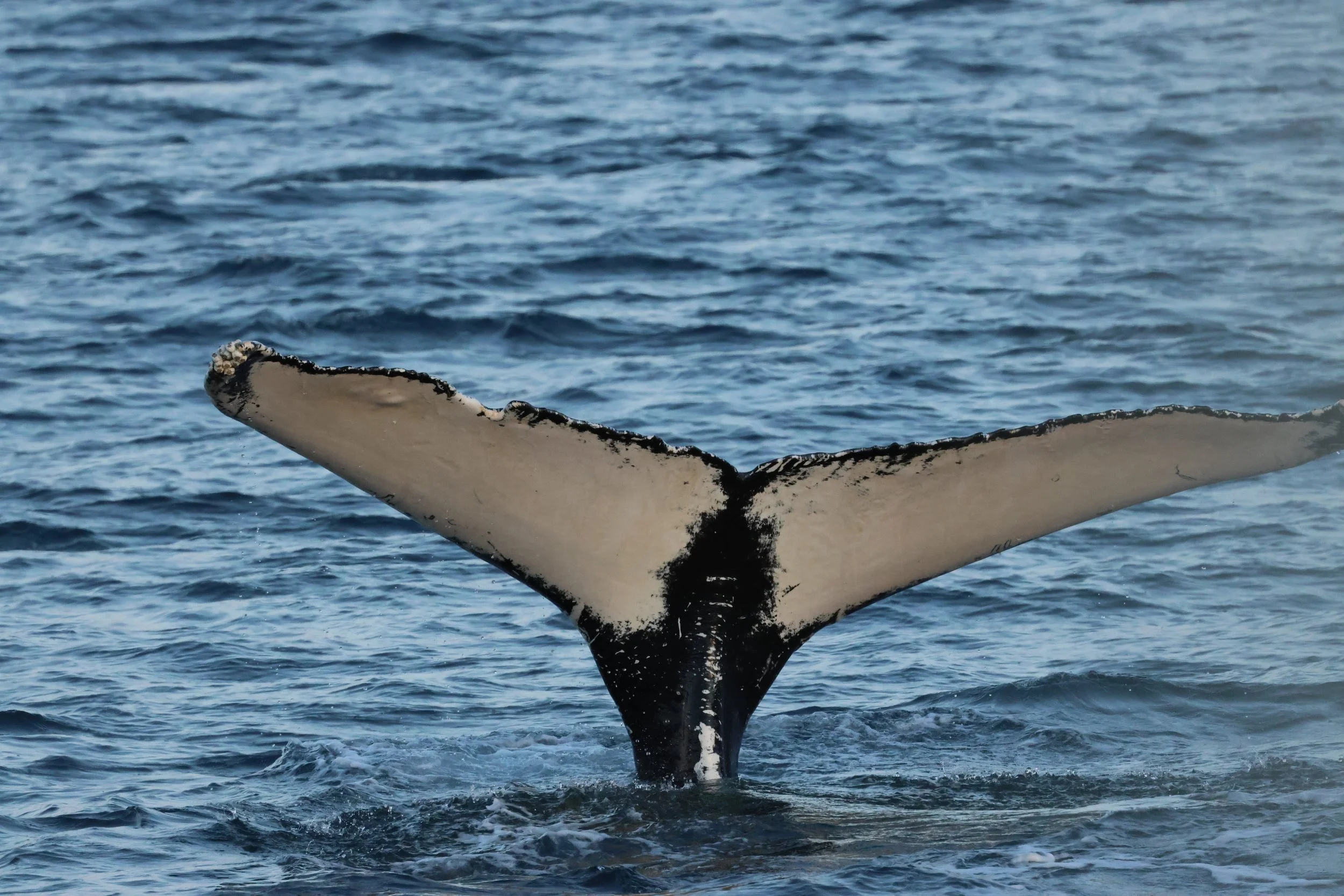 2026_01_04_1100_KON_GISELA (57).JPG