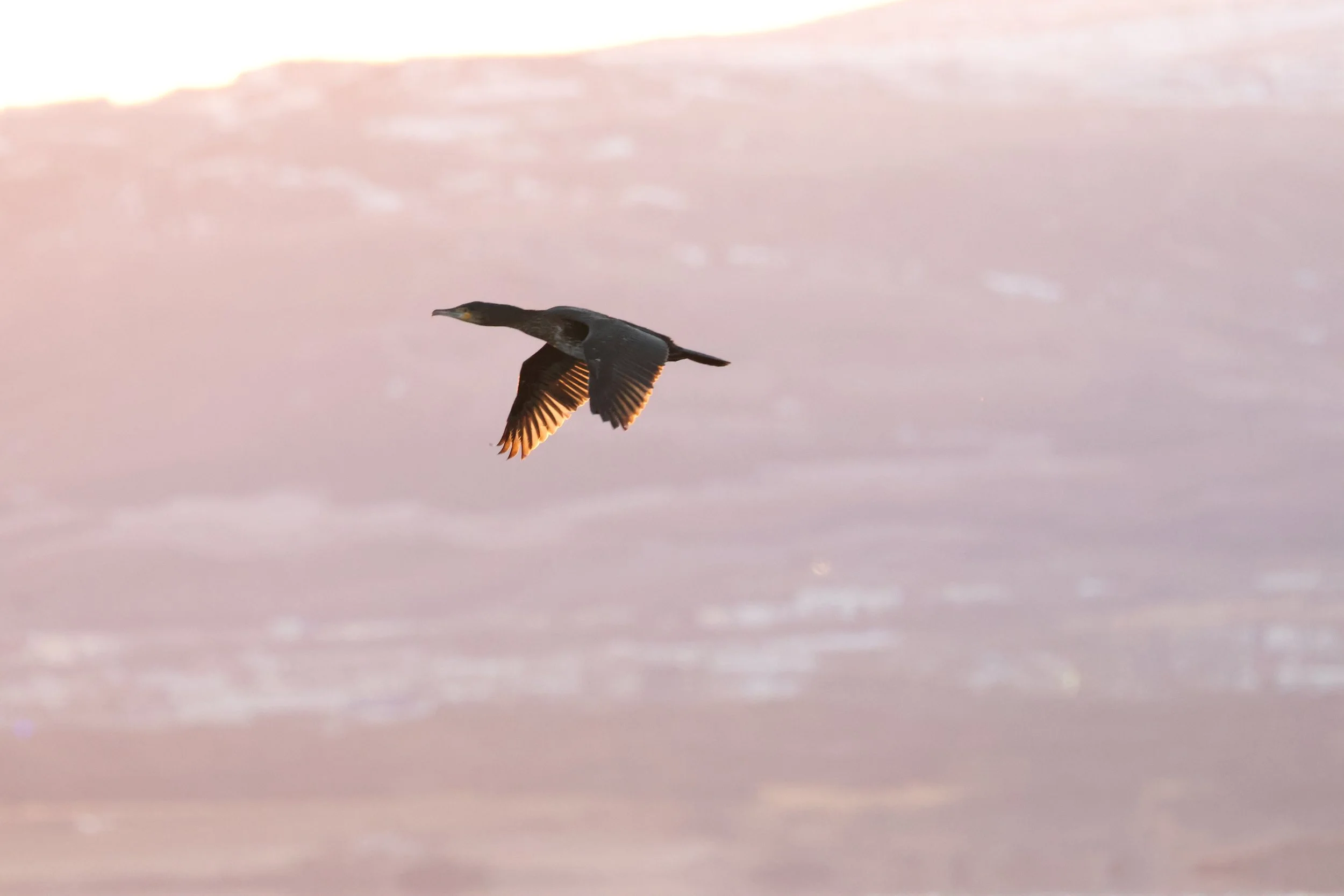 2026_01_04_1100_KON_GISELA (87).JPG