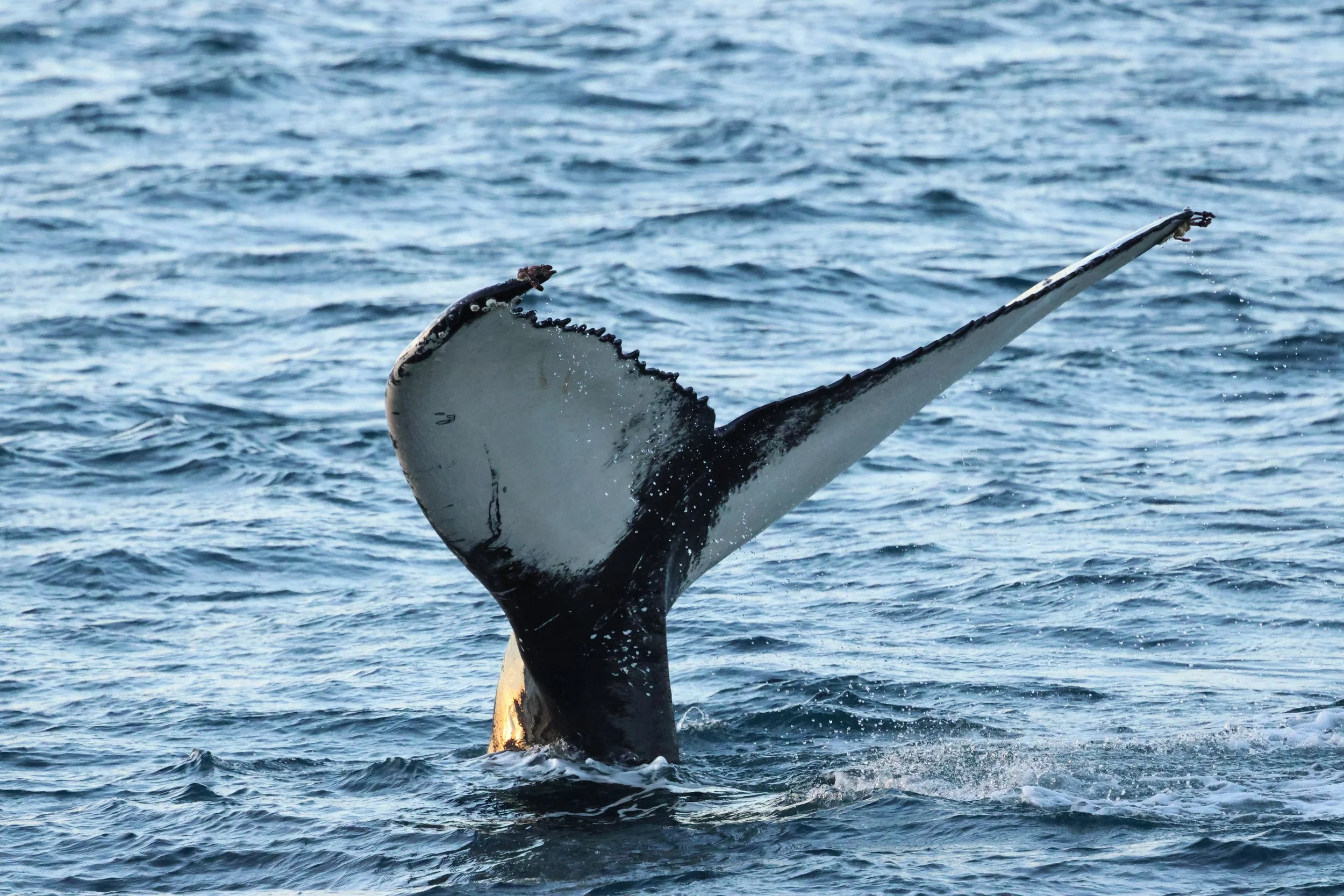 Sunday, 4 December 2026