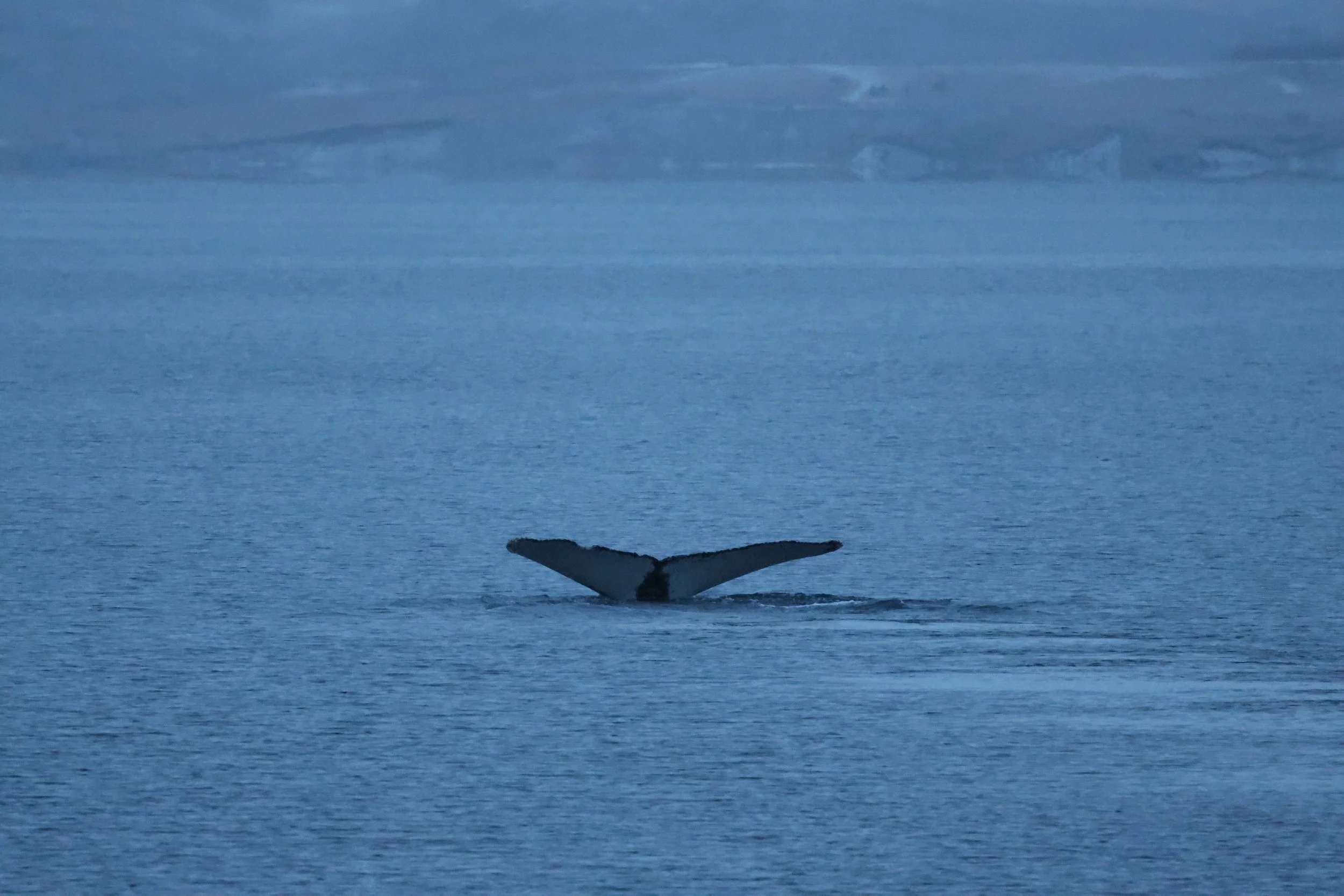 2026_01_05_1100_HOL_JACOB (2).JPG