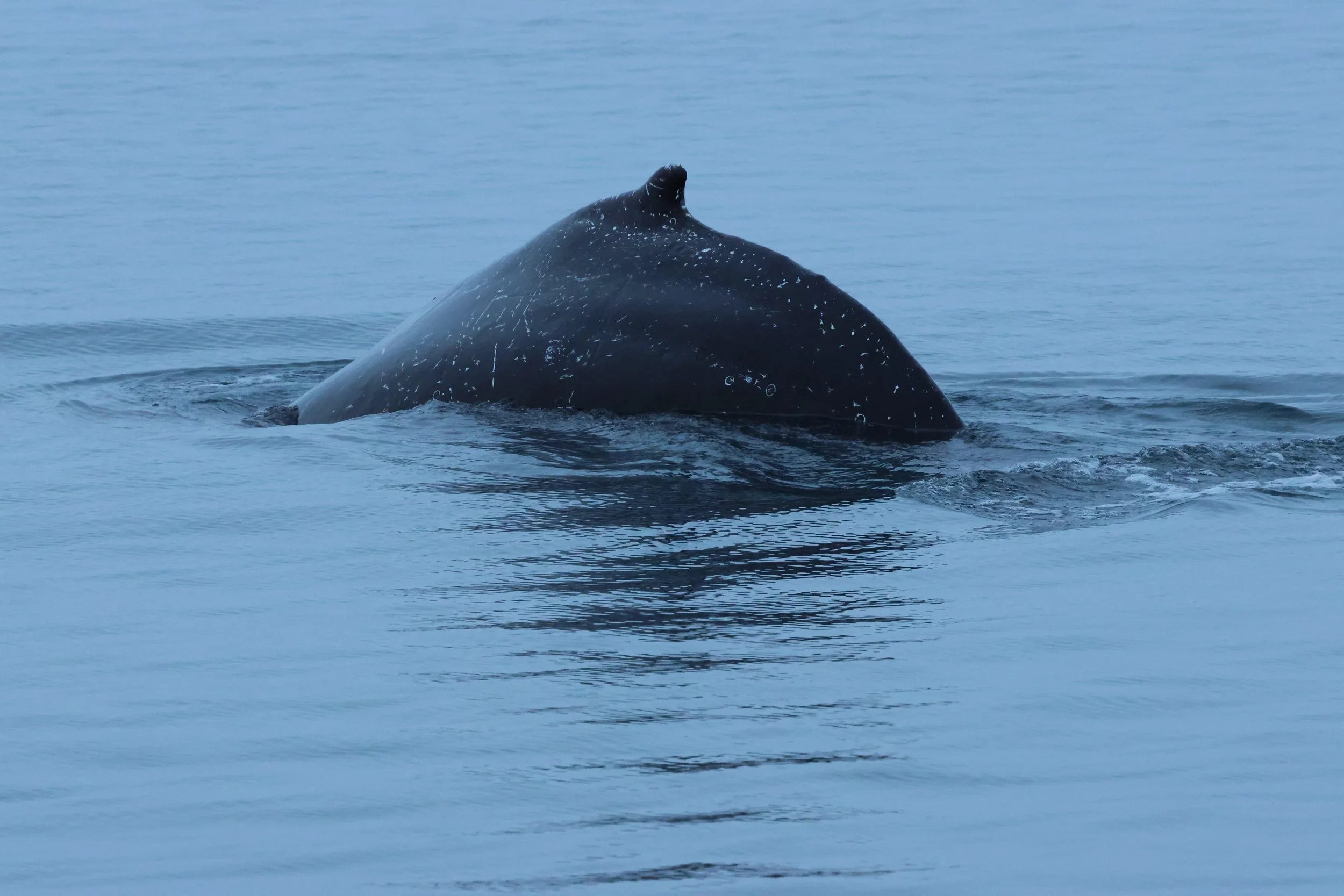 2026_01_07_1100_KON_GISELA (72).JPG