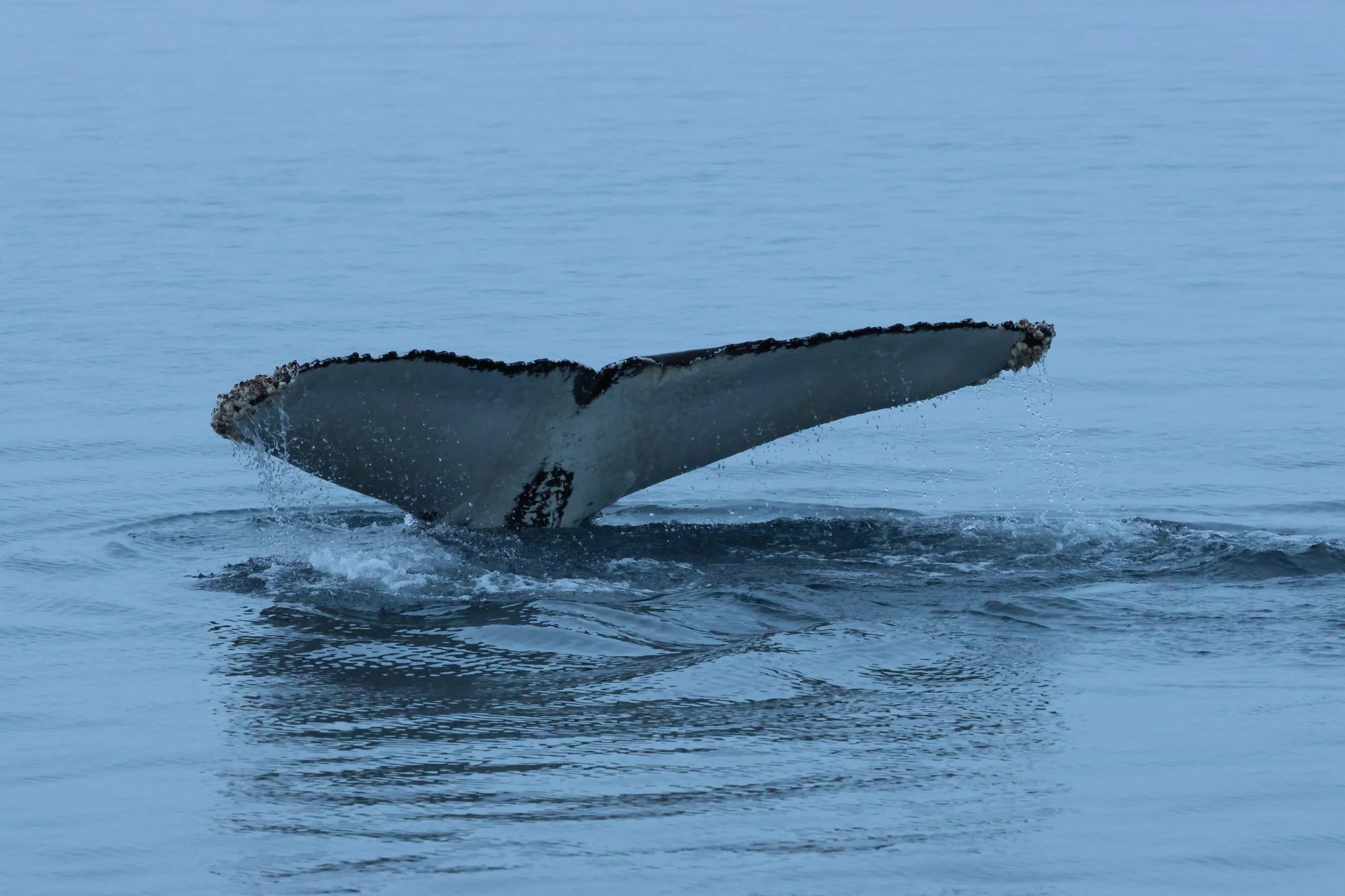 2026_01_07_1100_KON_GISELA (74).JPG