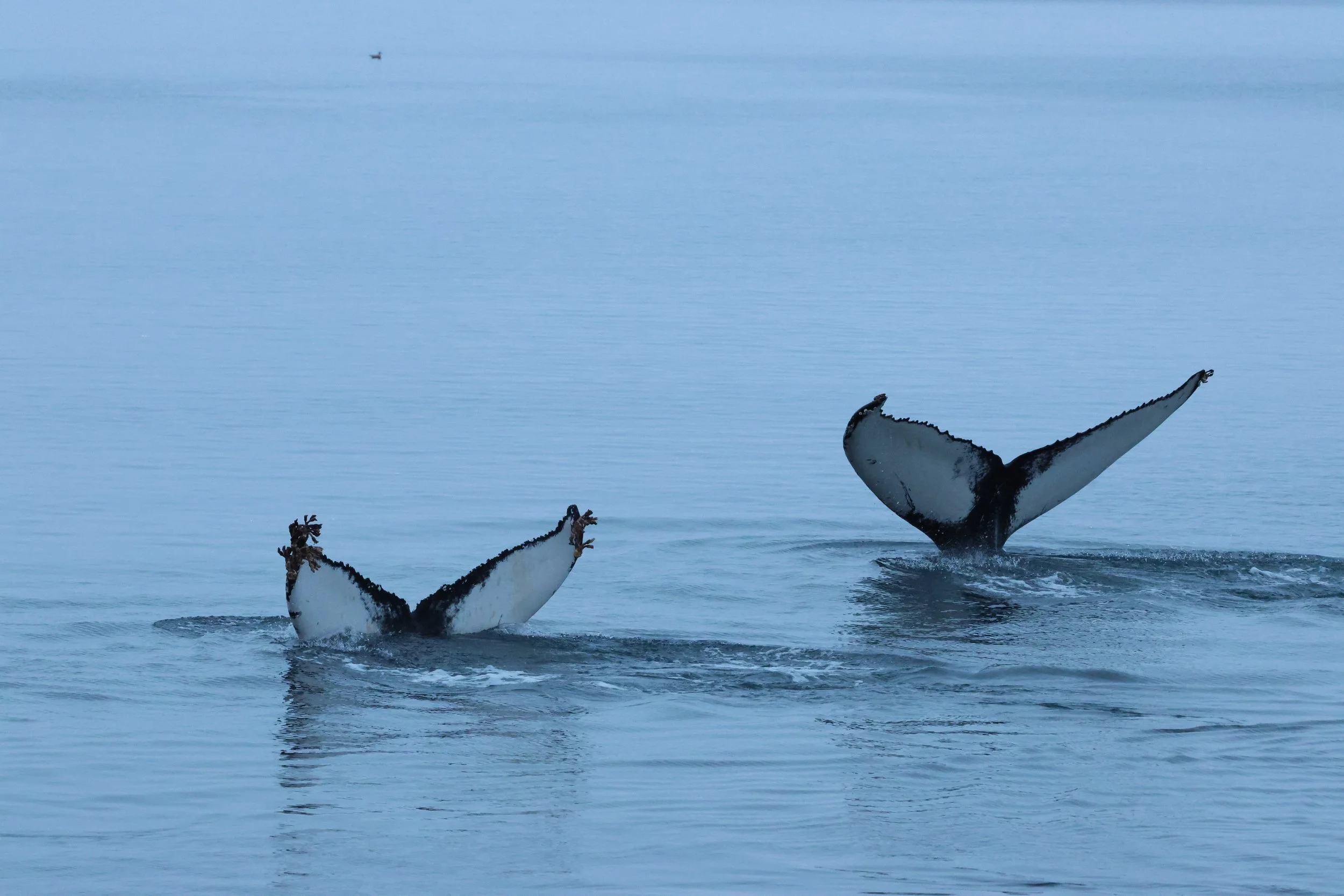 2026_01_07_1100_KON_GISELA (79).JPG