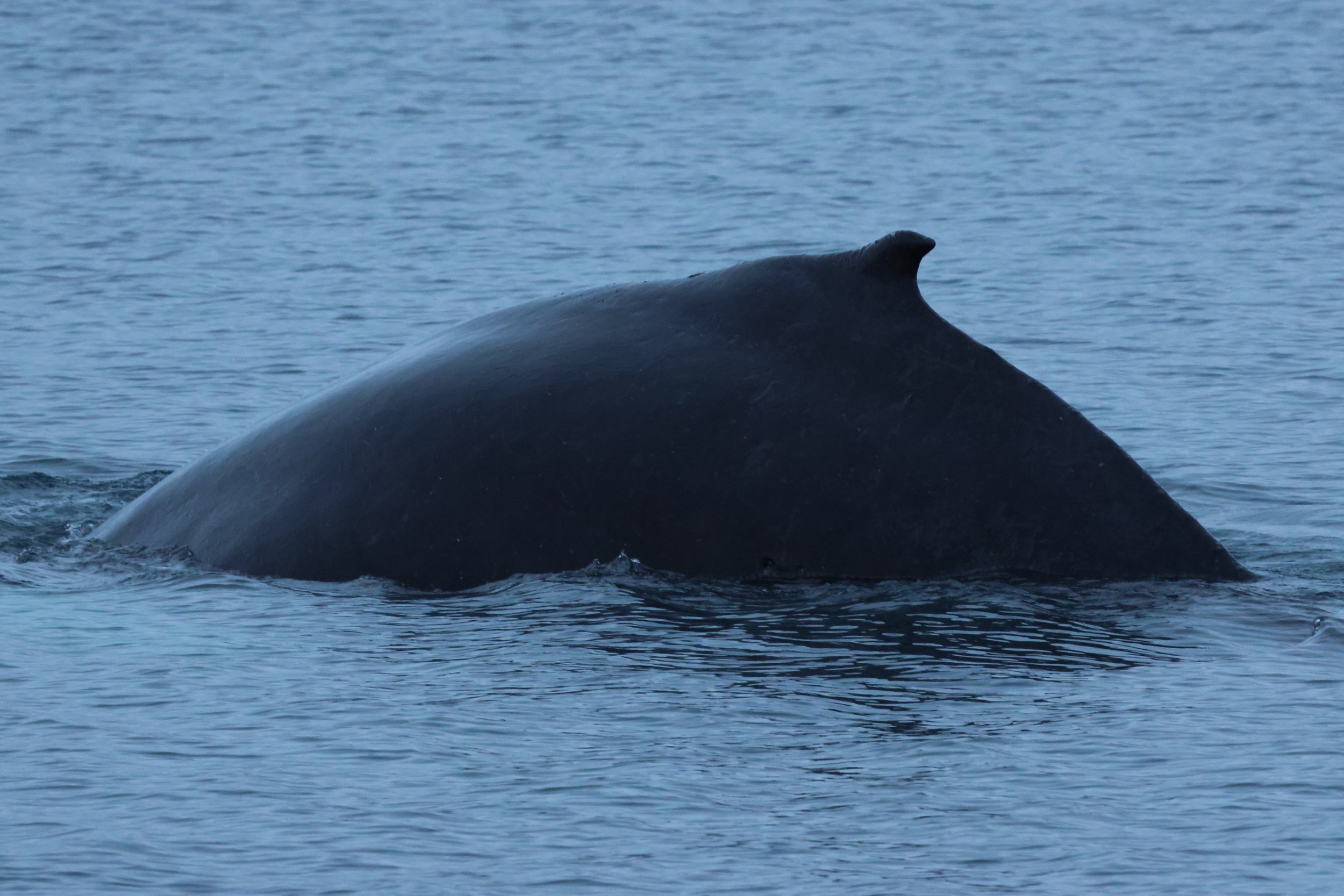 2026_01_07_1100_KON_GISELA (86).JPG