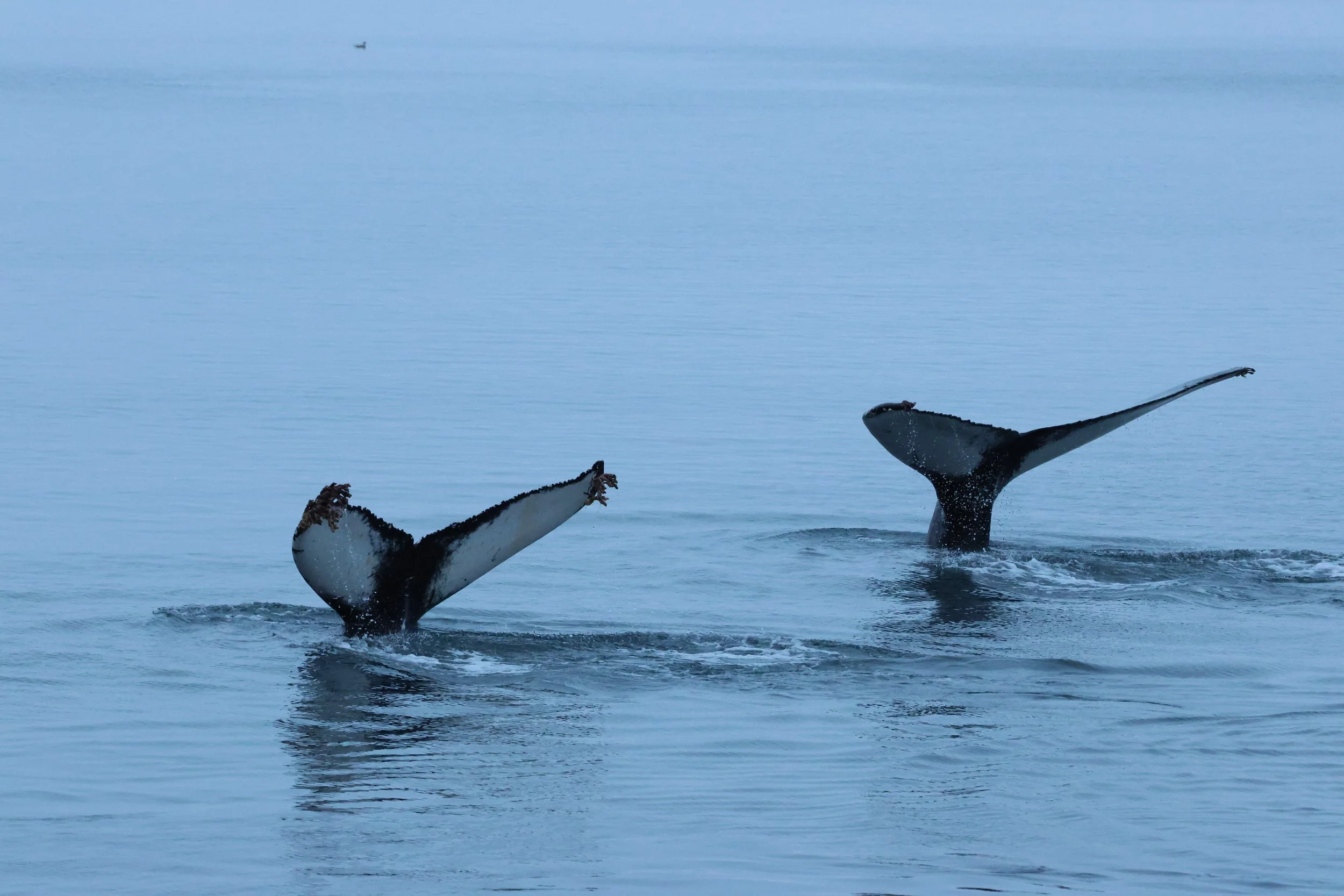 Wednesday, 7 December 2026