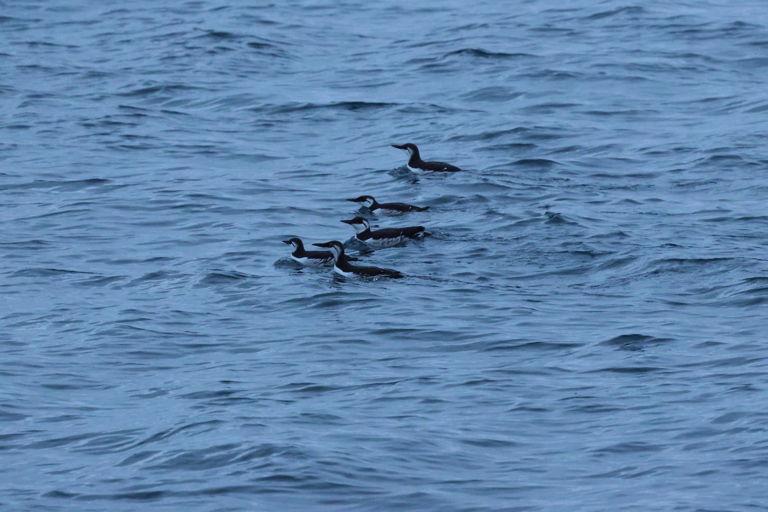 2026_01_08_1100_KON_GISELA (81).JPG