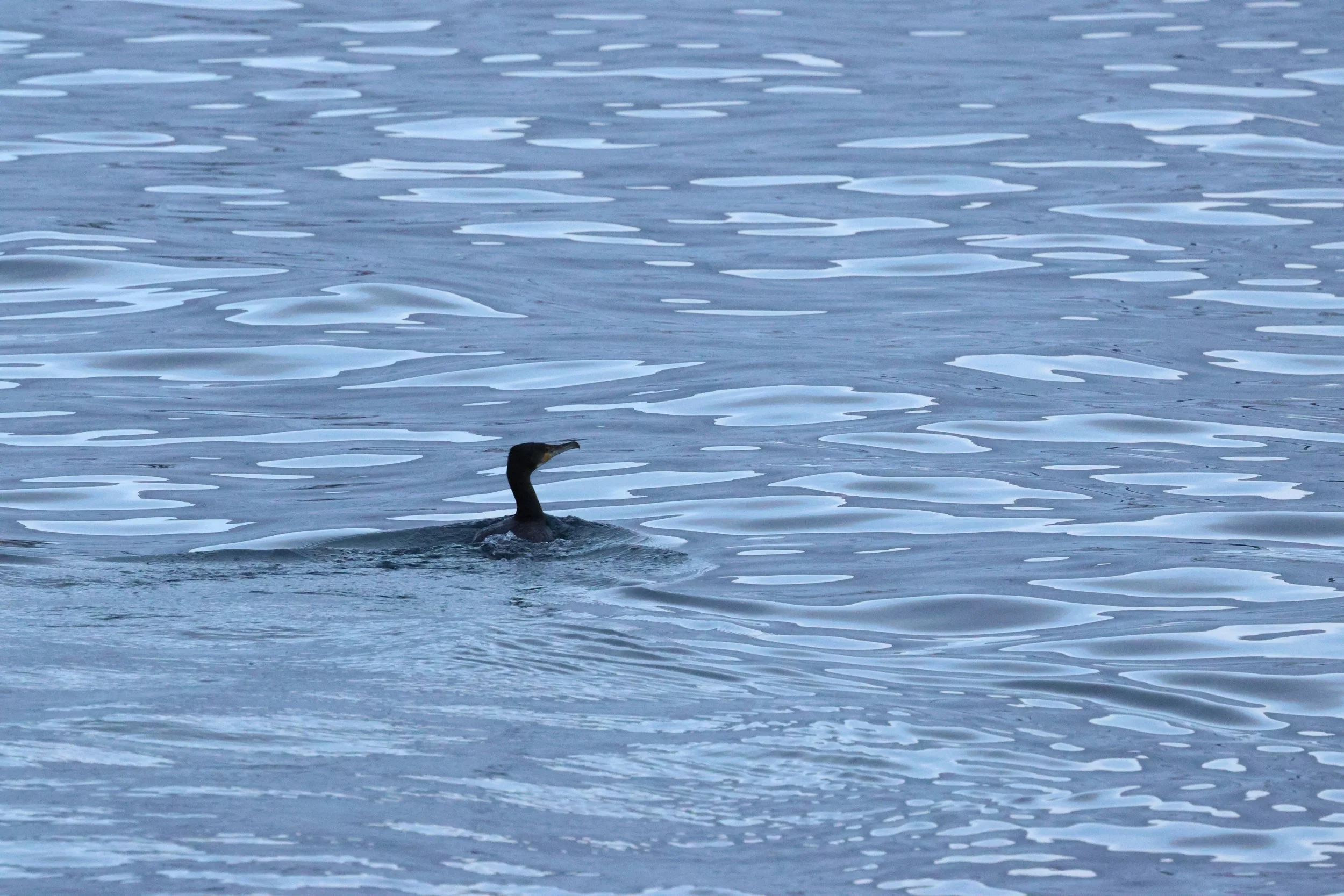 2026_01_08_1100_KON_GISELA (121).JPG