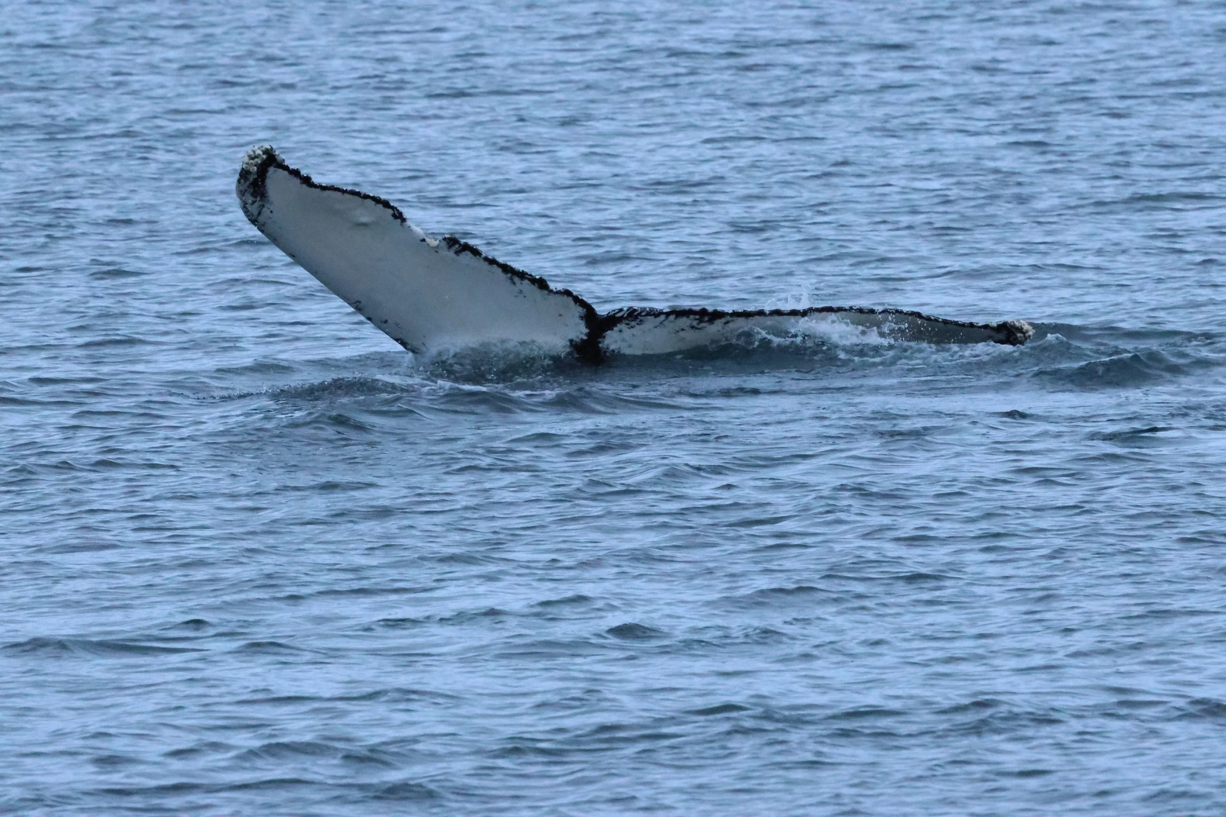 2026_01_08_1100_KON_GISELA (134).JPG