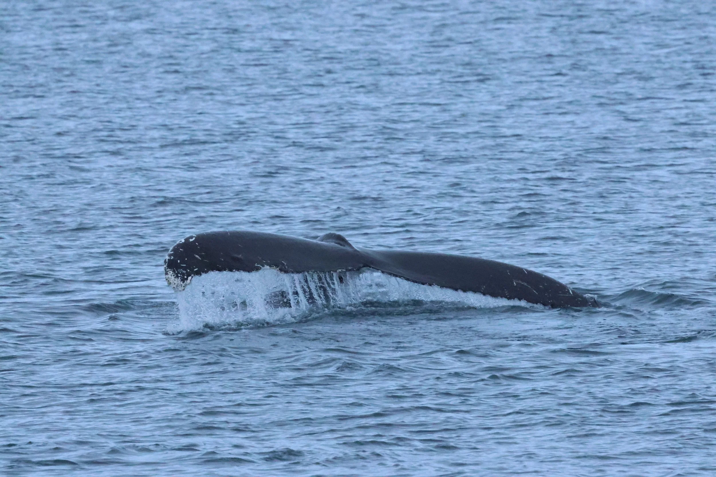 2026_01_08_1100_KON_GISELA (133).JPG