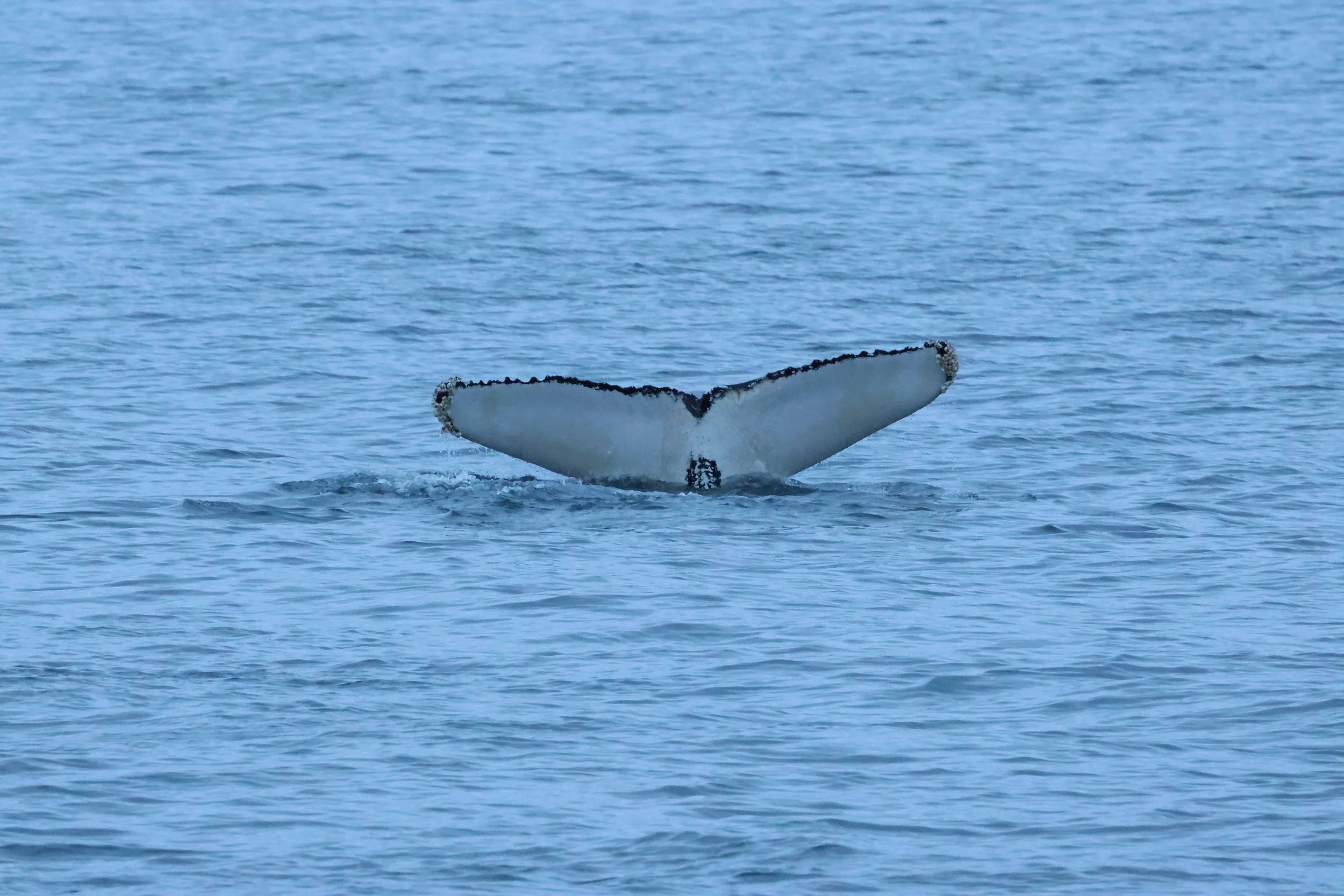 2026_01_08_1100_KON_GISELA (28).JPG